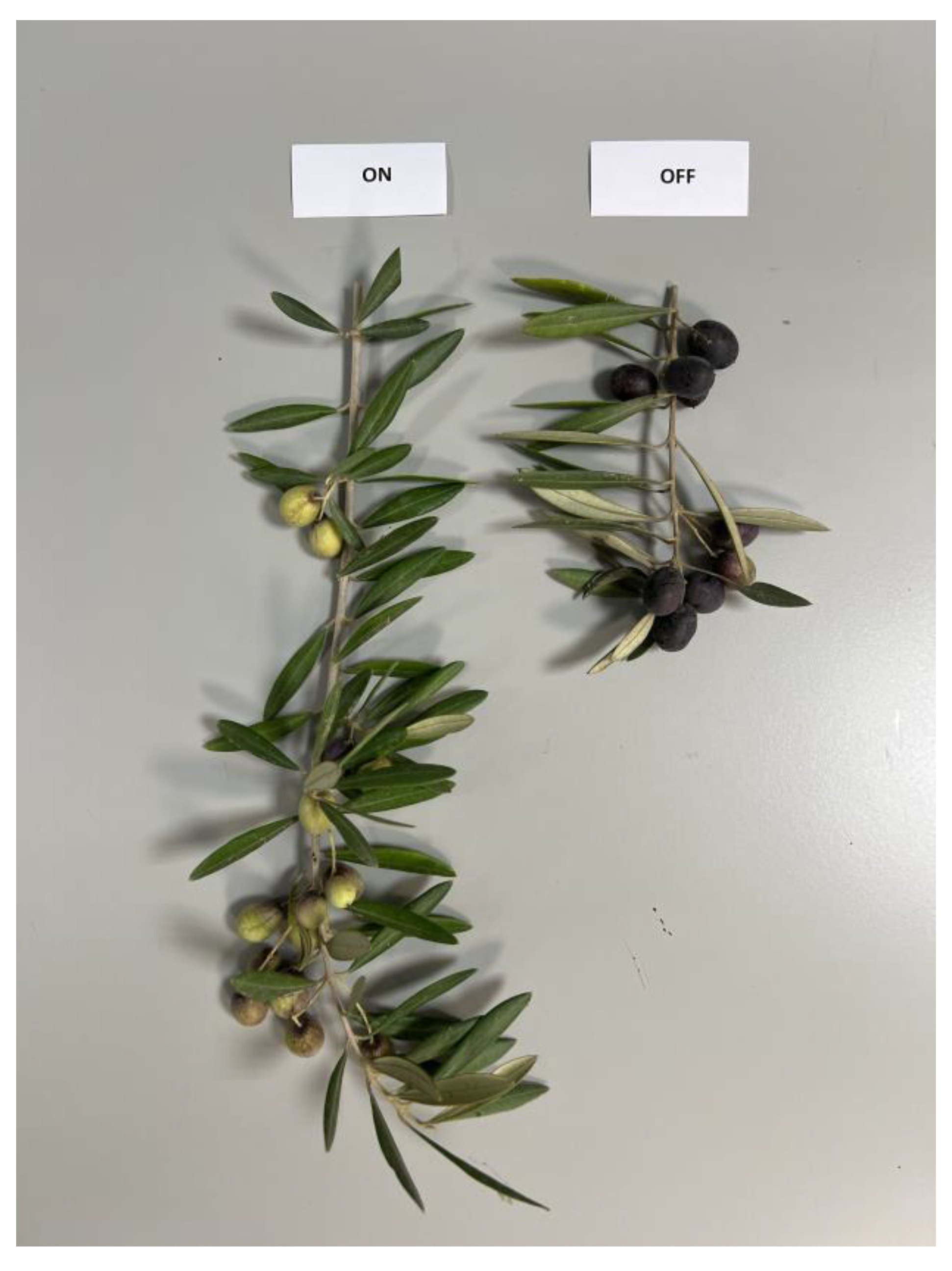 Horticulturae 11 00026 g004