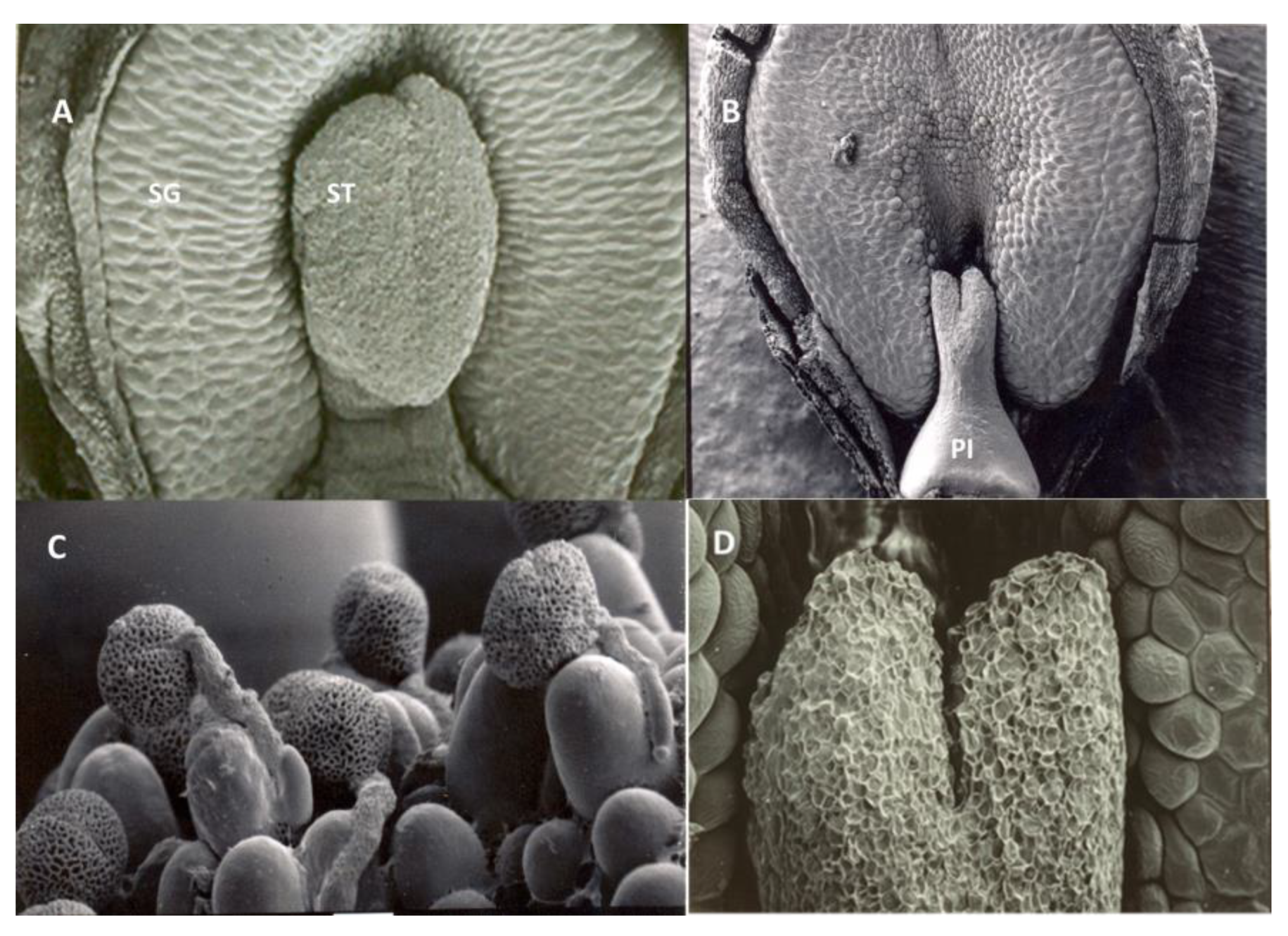 Horticulturae 11 00026 g005