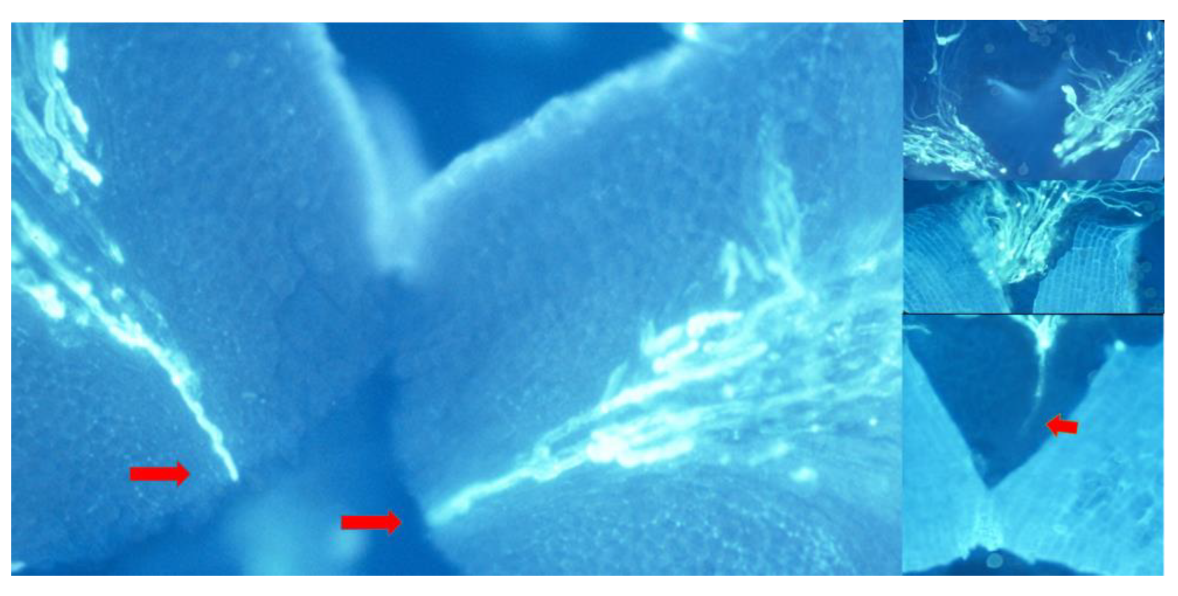 Horticulturae 11 00026 g006