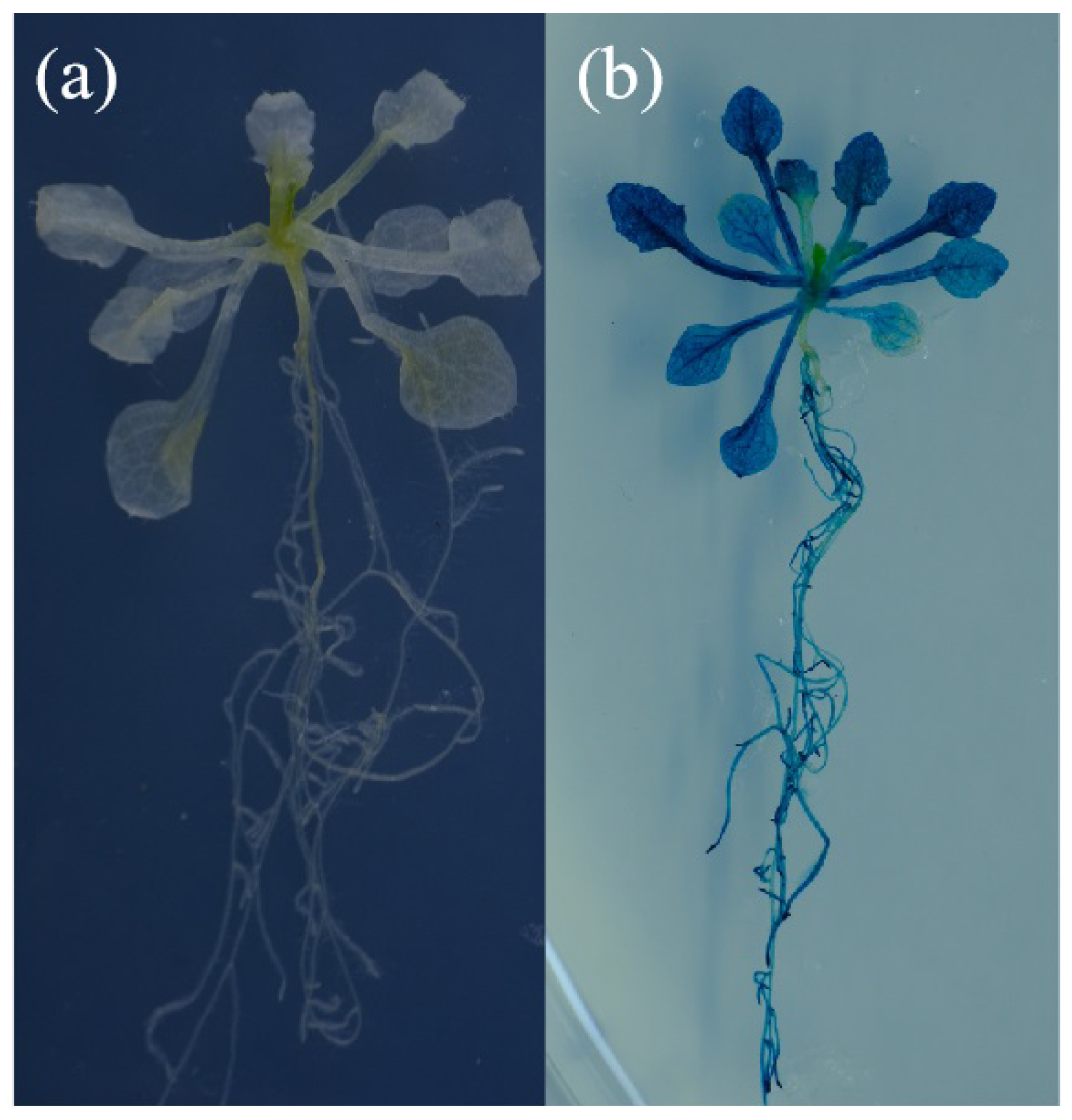 Horticulturae 11 00033 g006 Horticulturae 11 00033 g006
