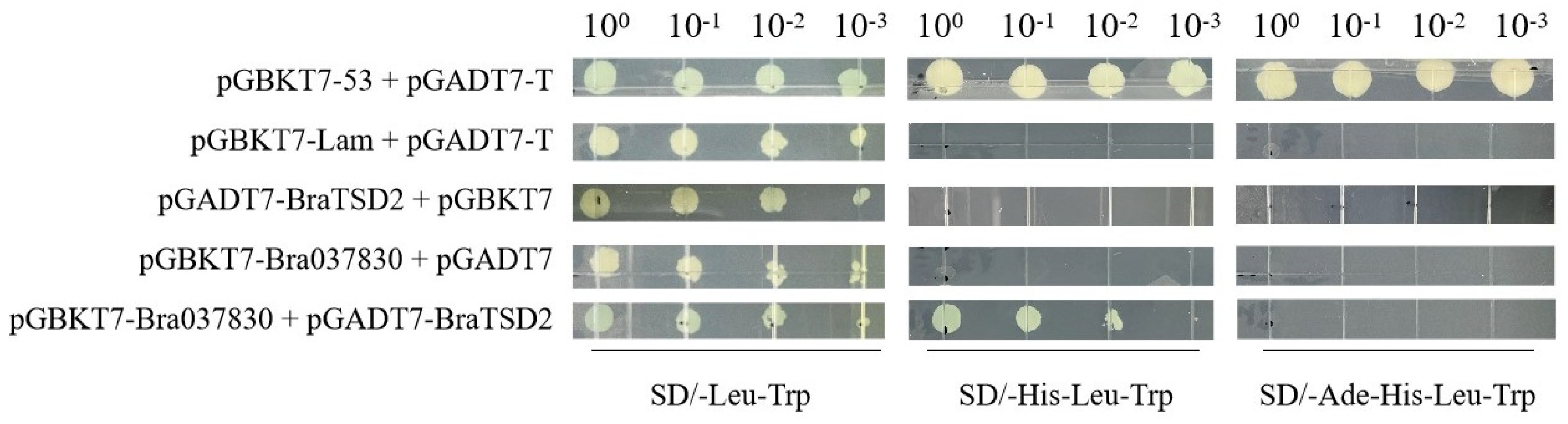 Horticulturae 11 00033 g010 Horticulturae 11 00033 g010