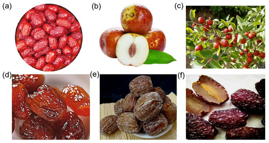 定番のお歳暮 and Applications, Origin, The Breeding China in Jujube of Goals その他多肉植物