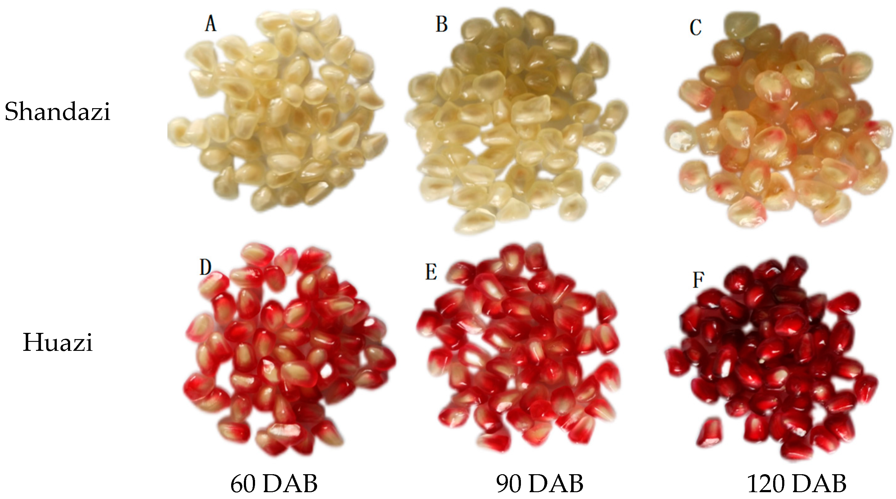 Horticulturae 11 00038 g001