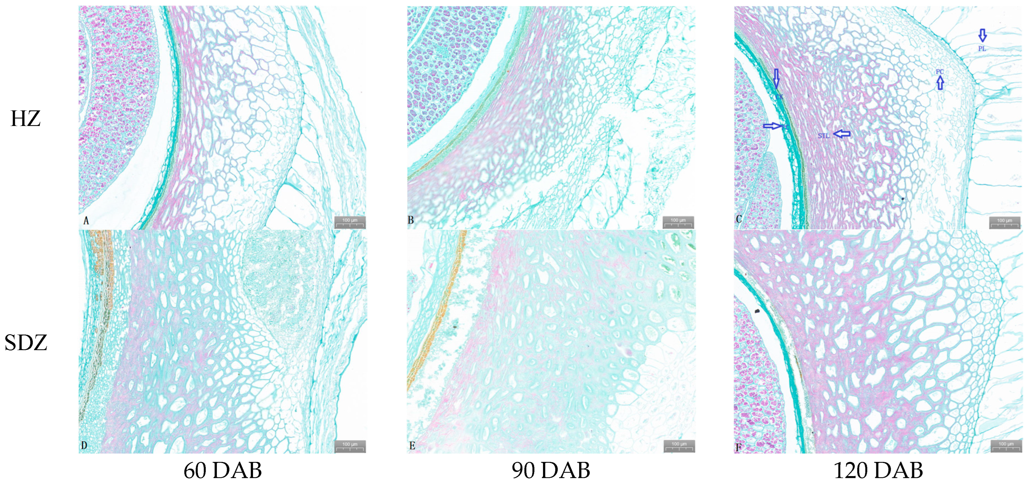 Horticulturae 11 00038 g002