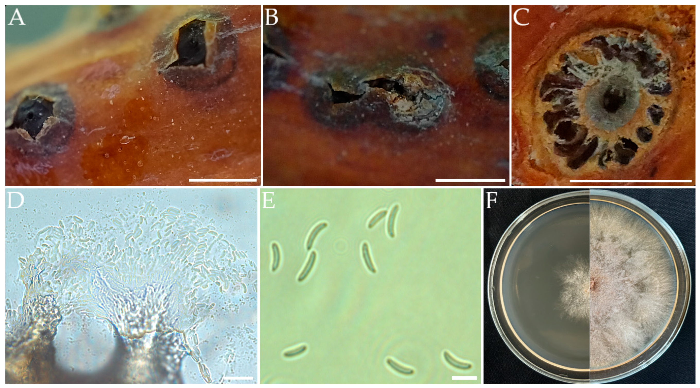 Horticulturae 11 00045 g003
