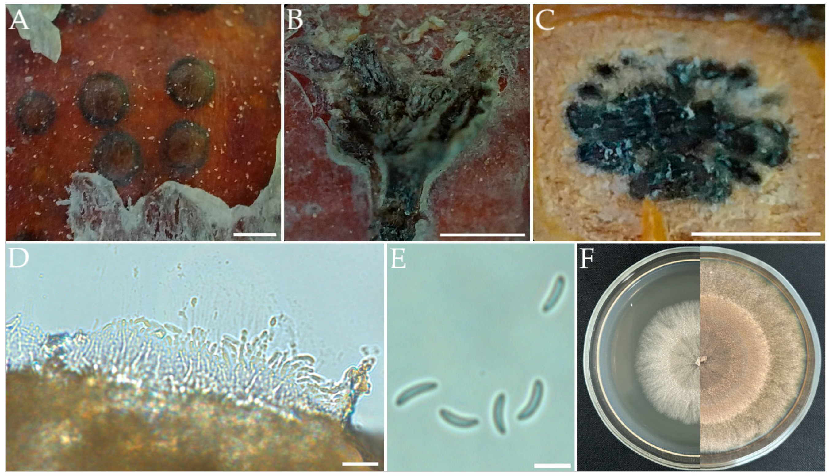 Horticulturae 11 00045 g004