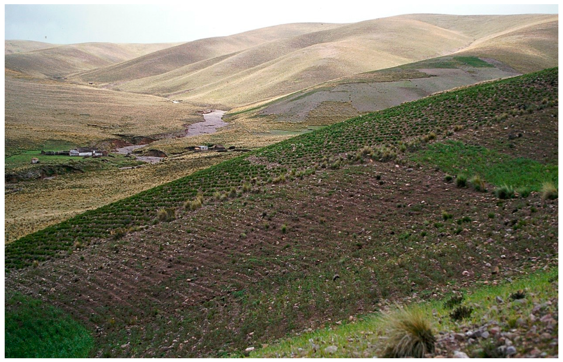 Horticulturae 11 00050 g004