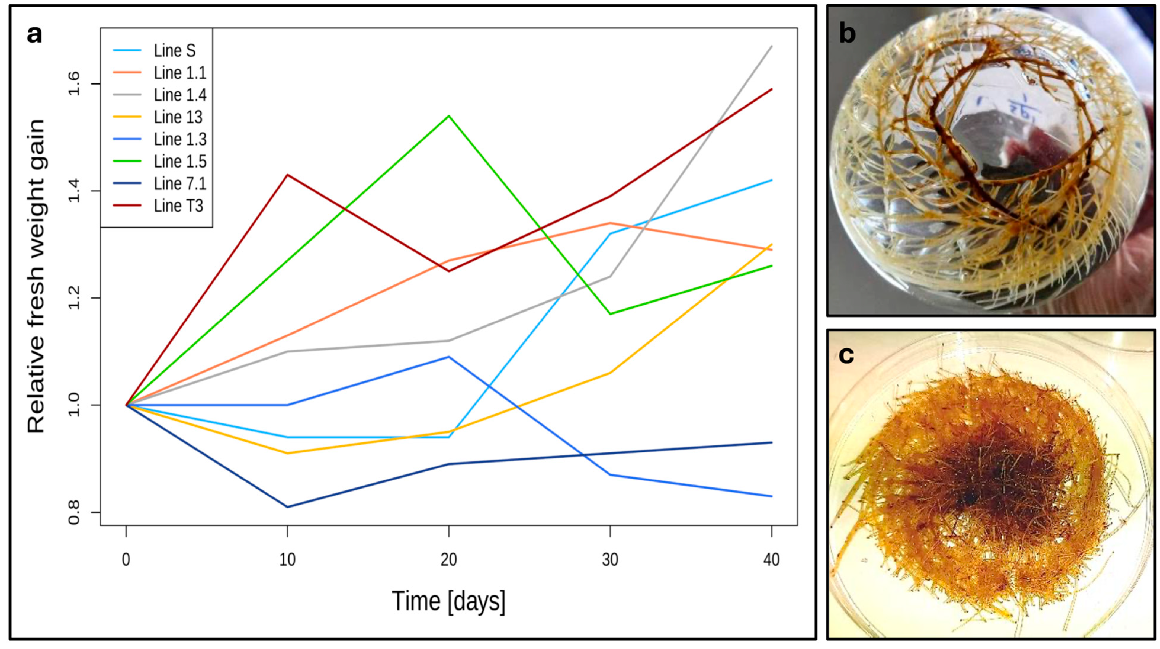 Horticulturae 11 00062 g002
