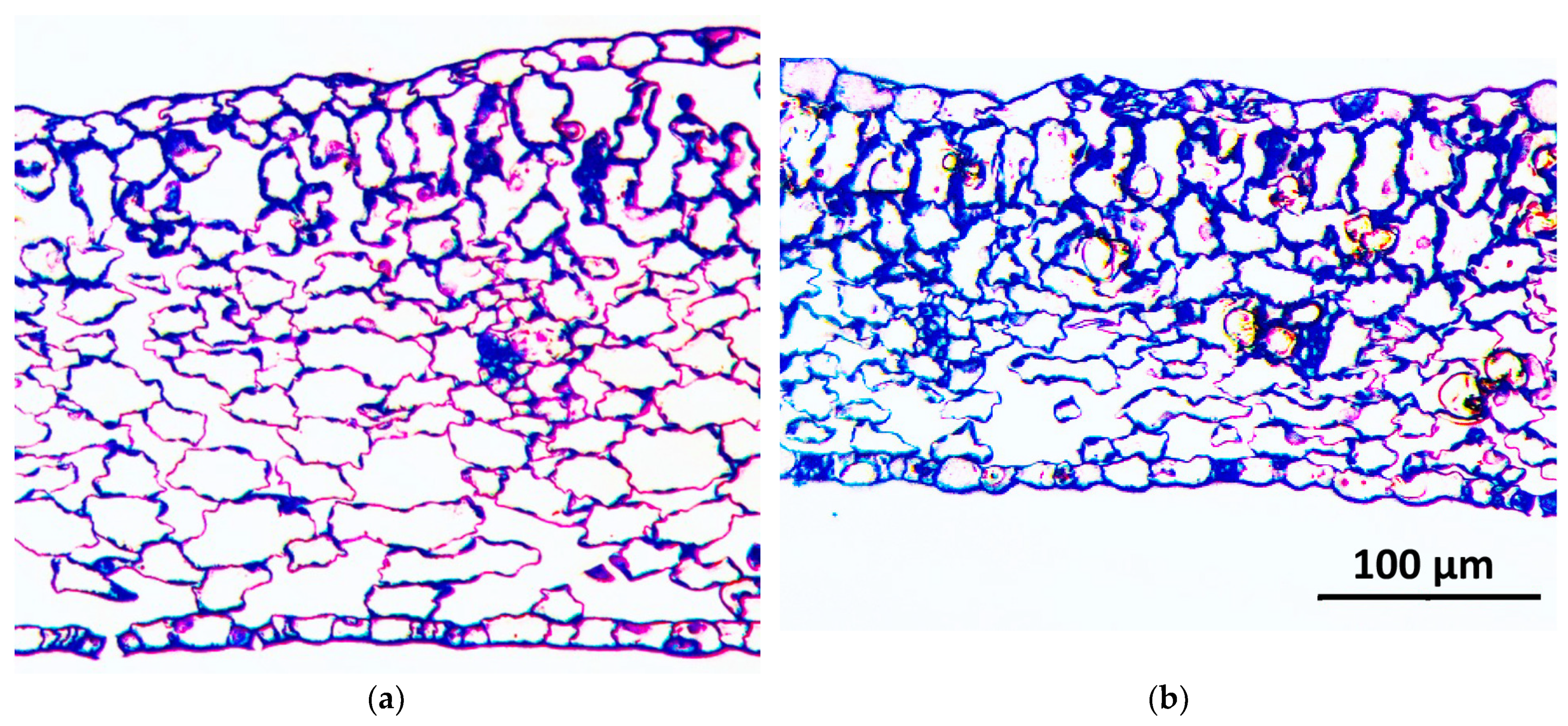 Horticulturae 11 00064 g006