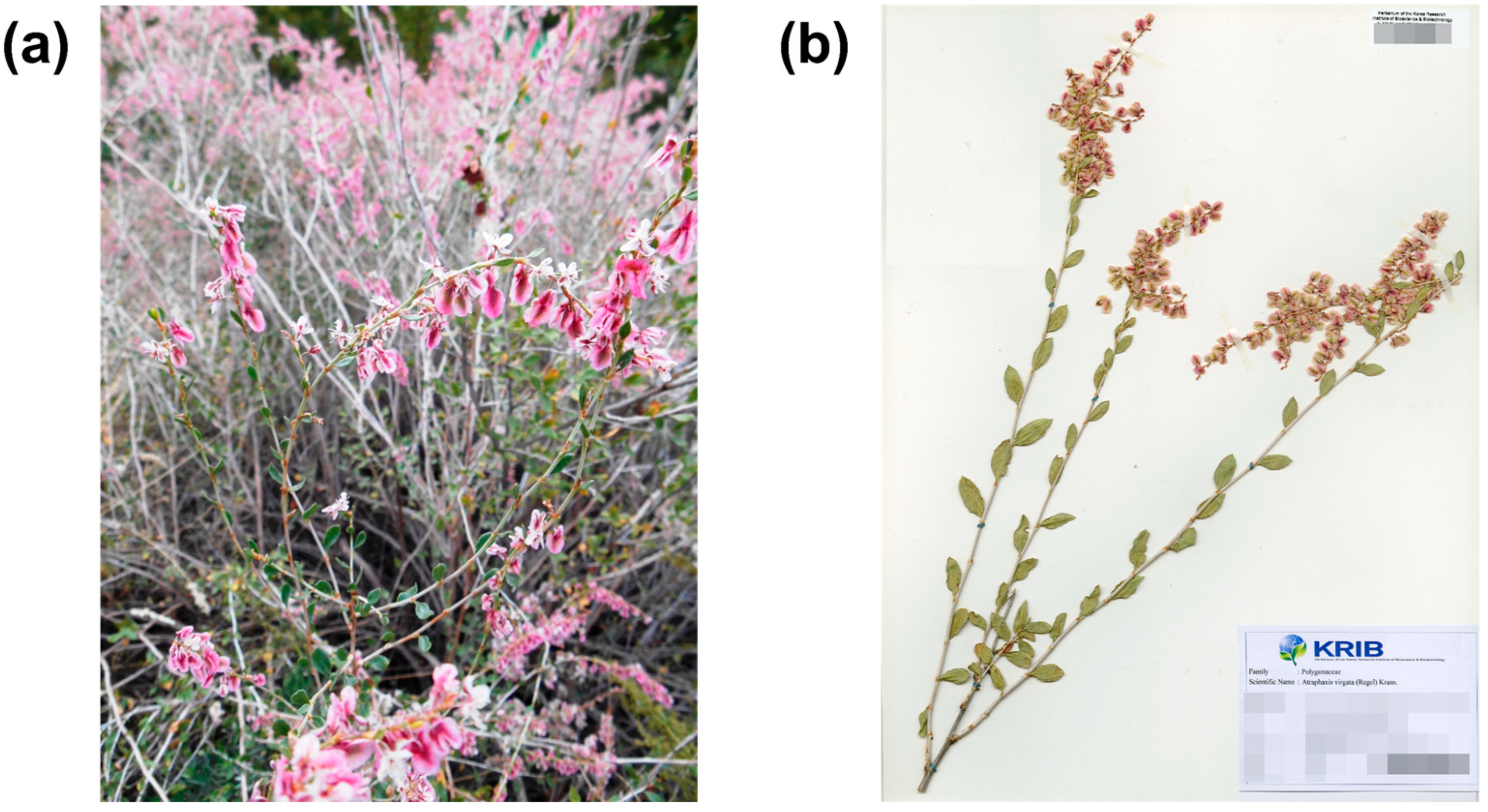 Horticulturae 11 00070 g001