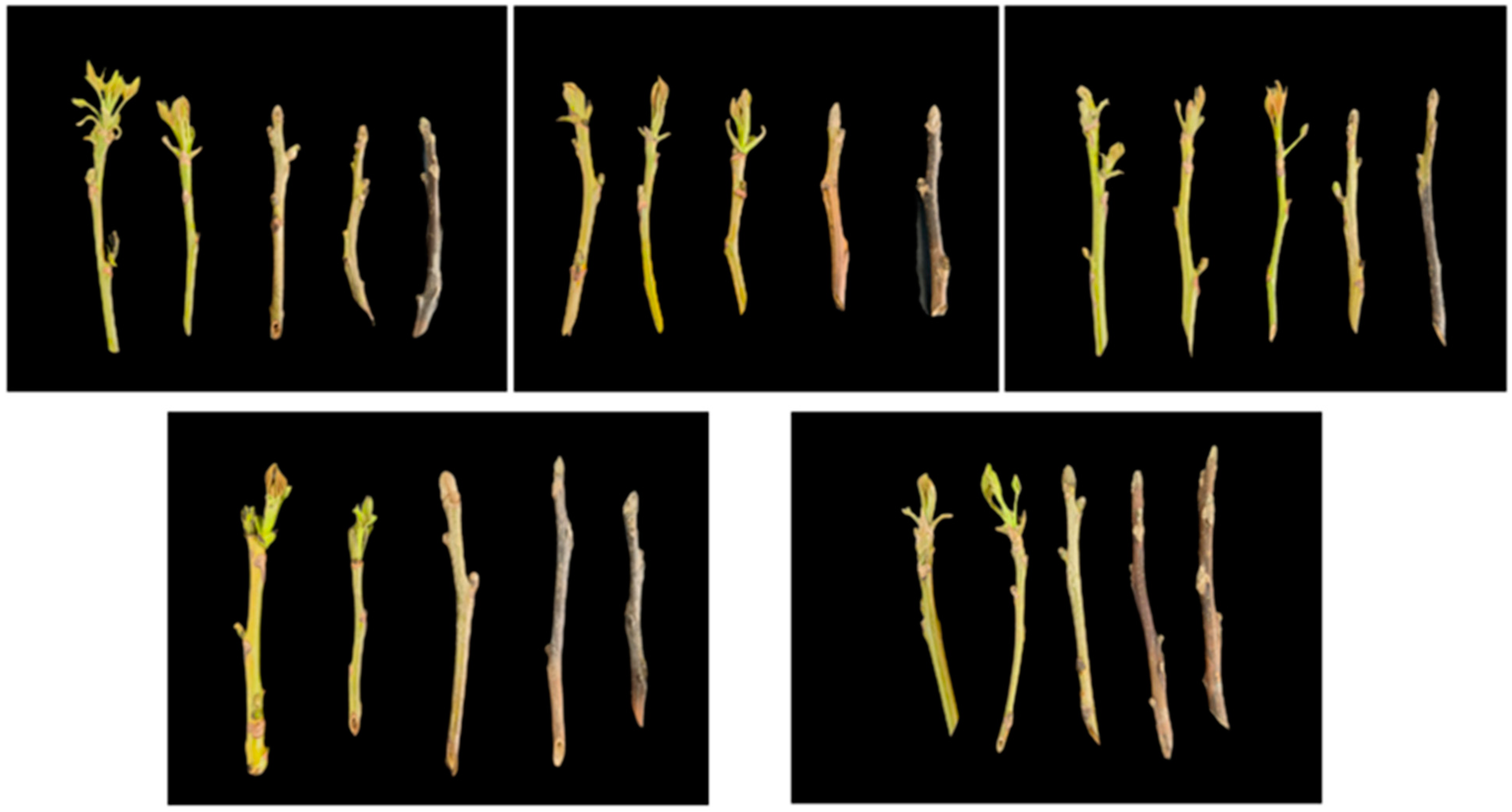 Horticulturae 11 00072 g002