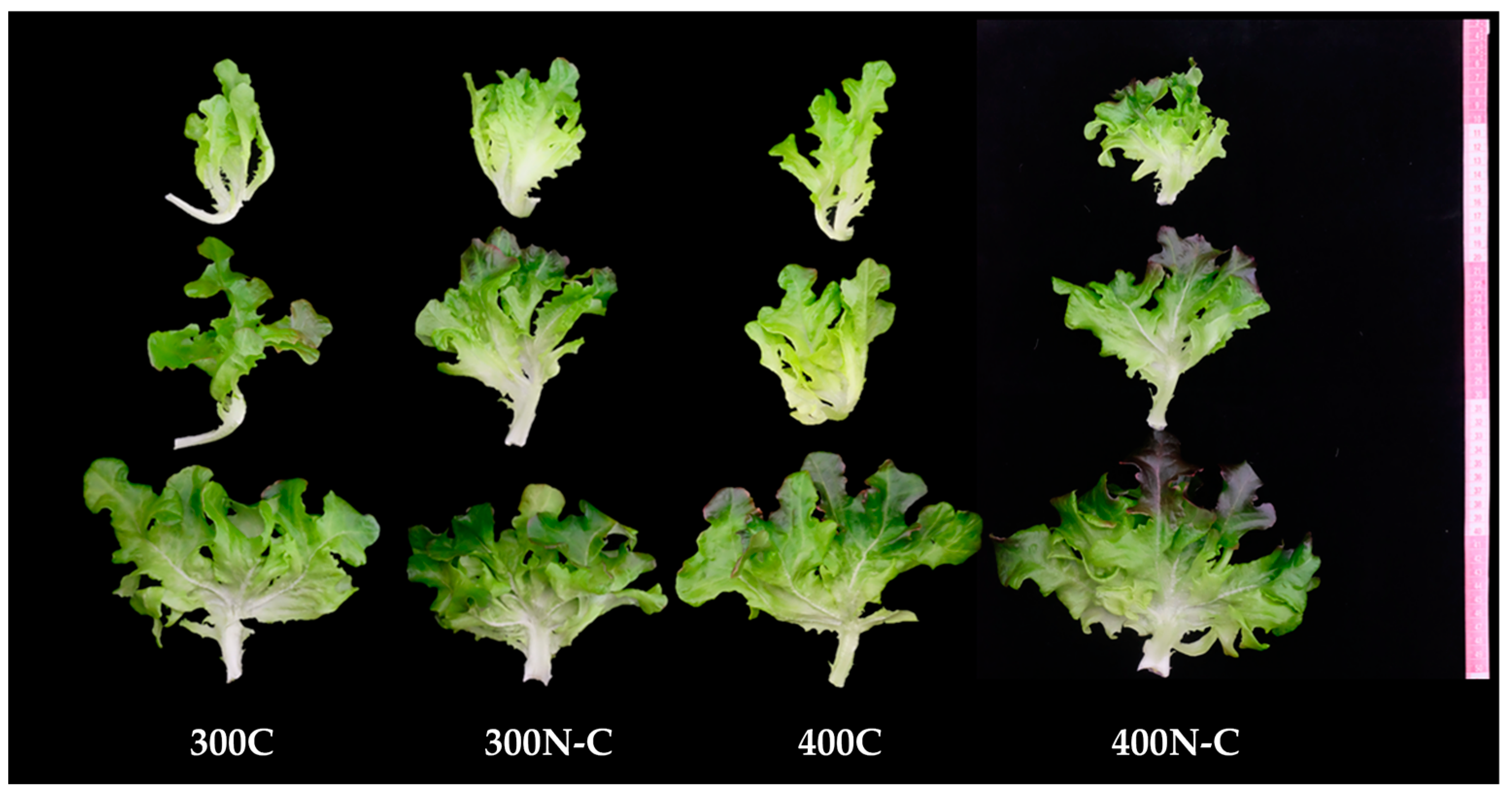 Horticulturae 11 00075 g007