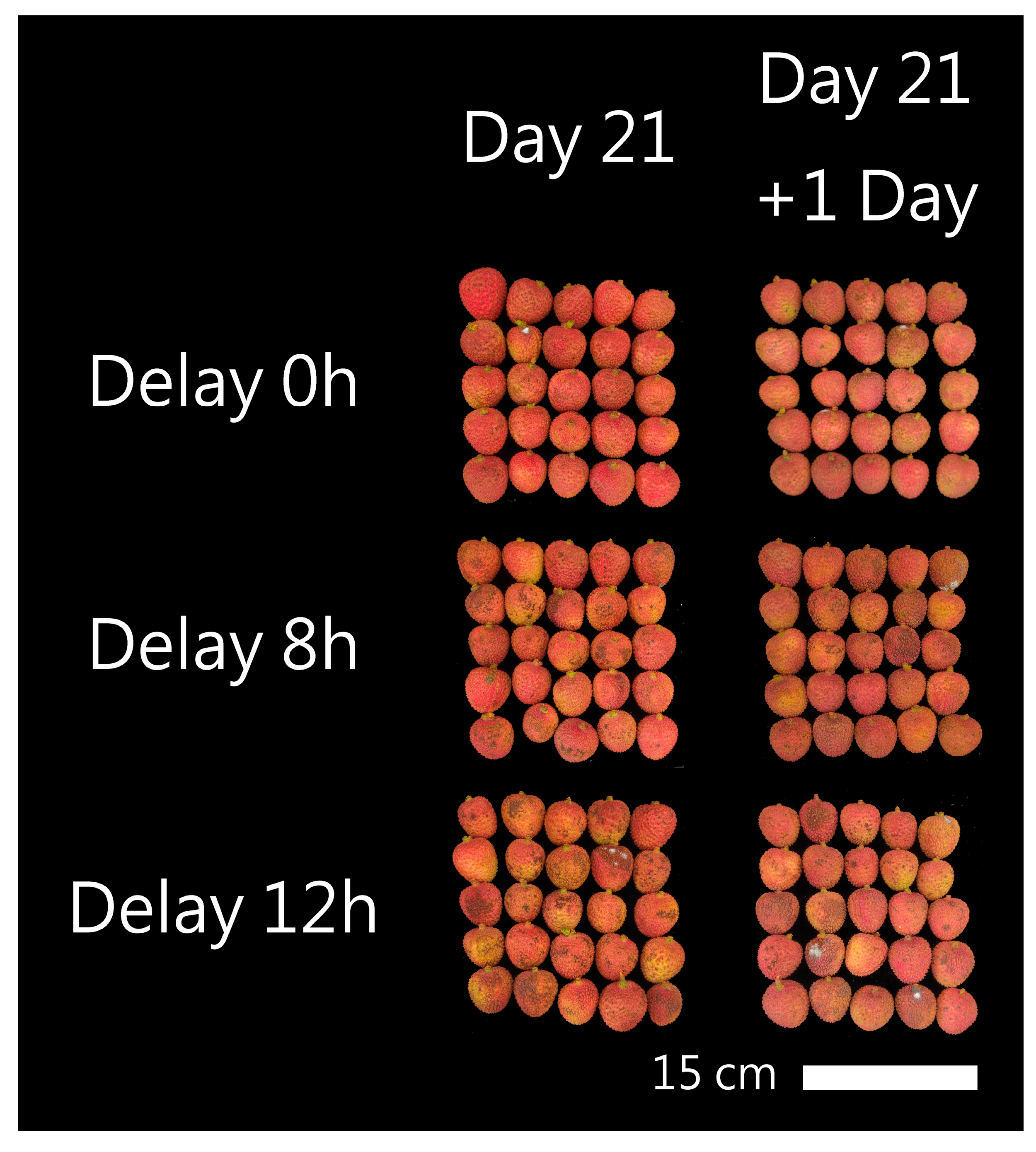 Horticulturae 11 00083 g003