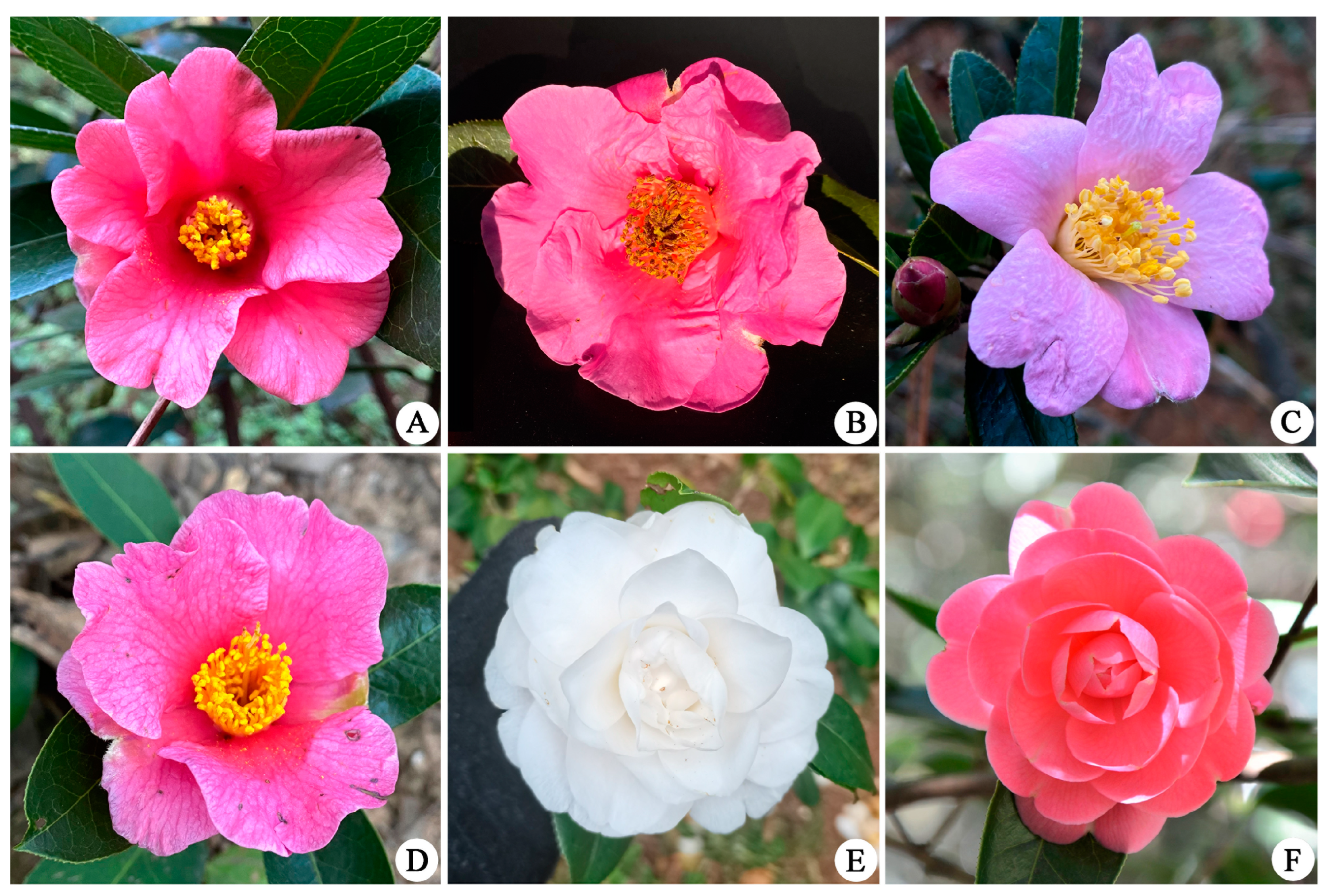 Horticulturae 11 00085 g001 Horticulturae 11 00085 g001