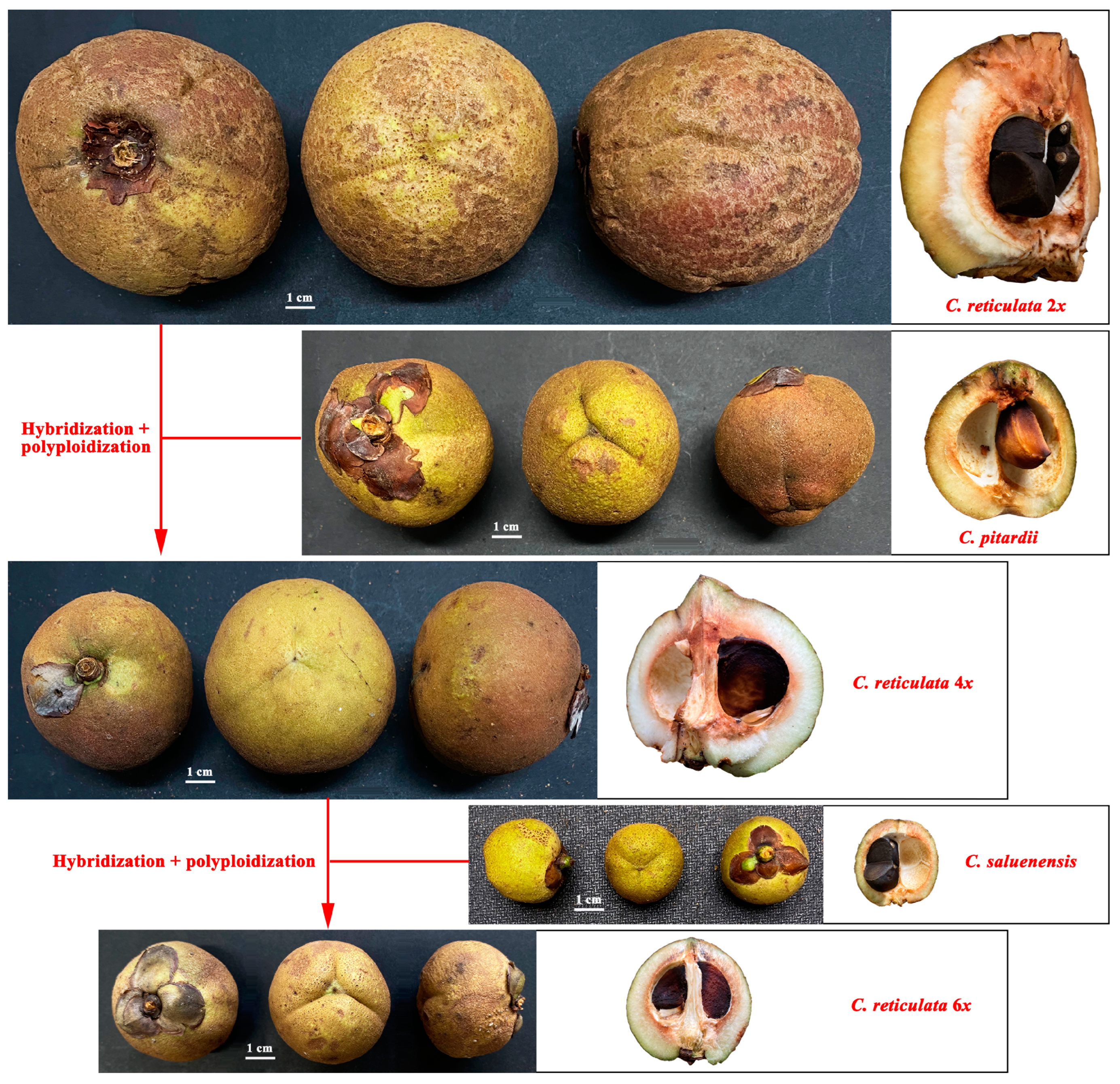 Horticulturae 11 00085 g004 Horticulturae 11 00085 g004