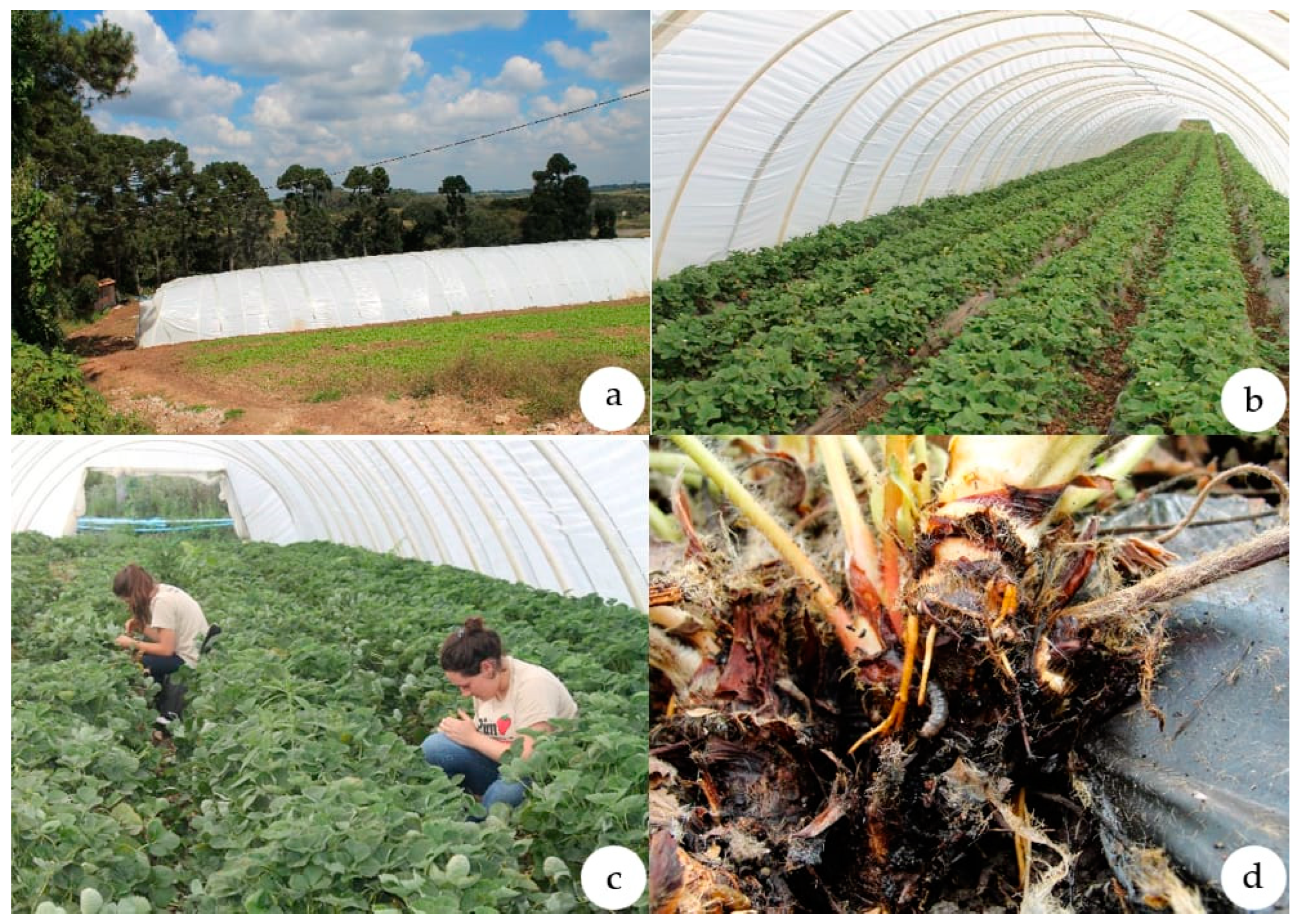 Horticulturae 11 00086 g001 Horticulturae 11 00086 g001