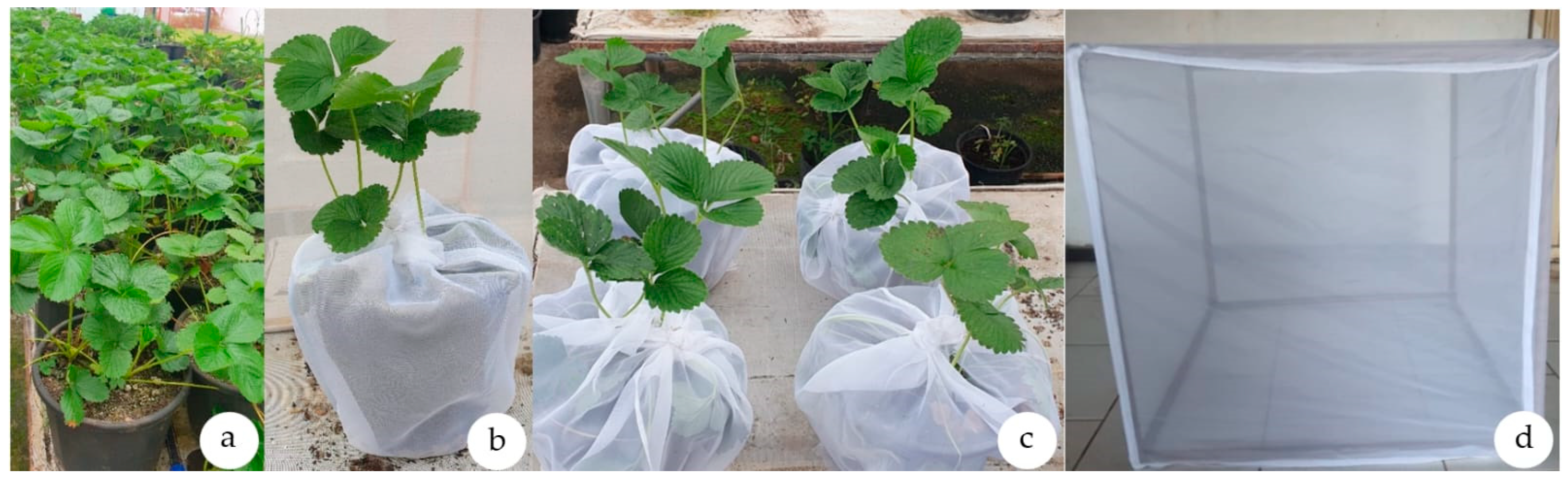 Horticulturae 11 00086 g002 Horticulturae 11 00086 g002