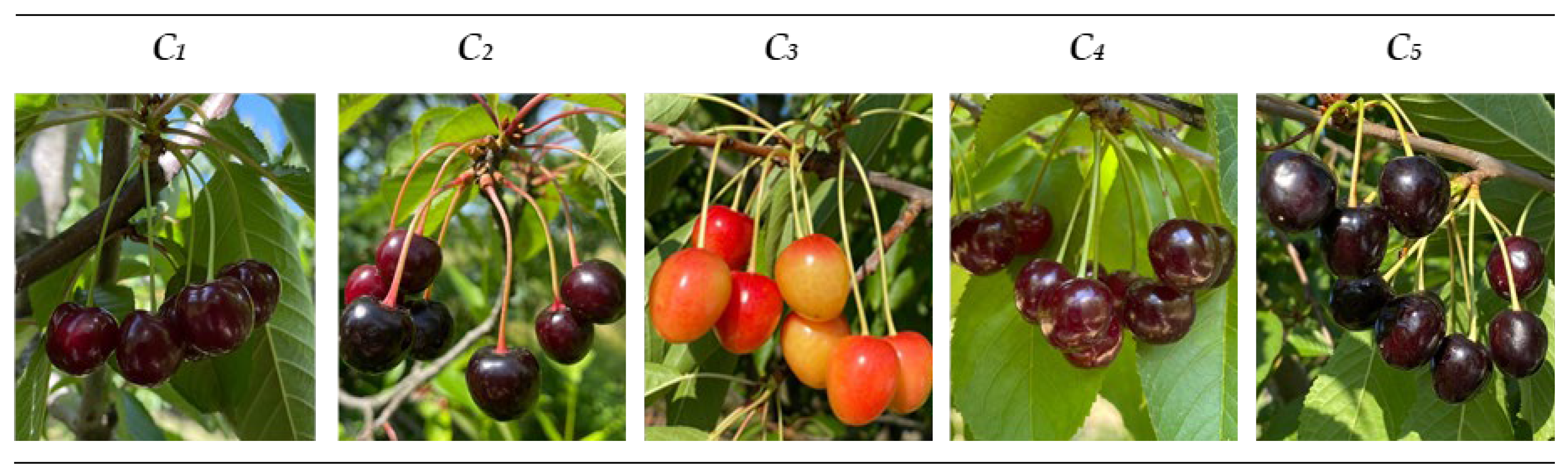 Horticulturae 11 00087 g002