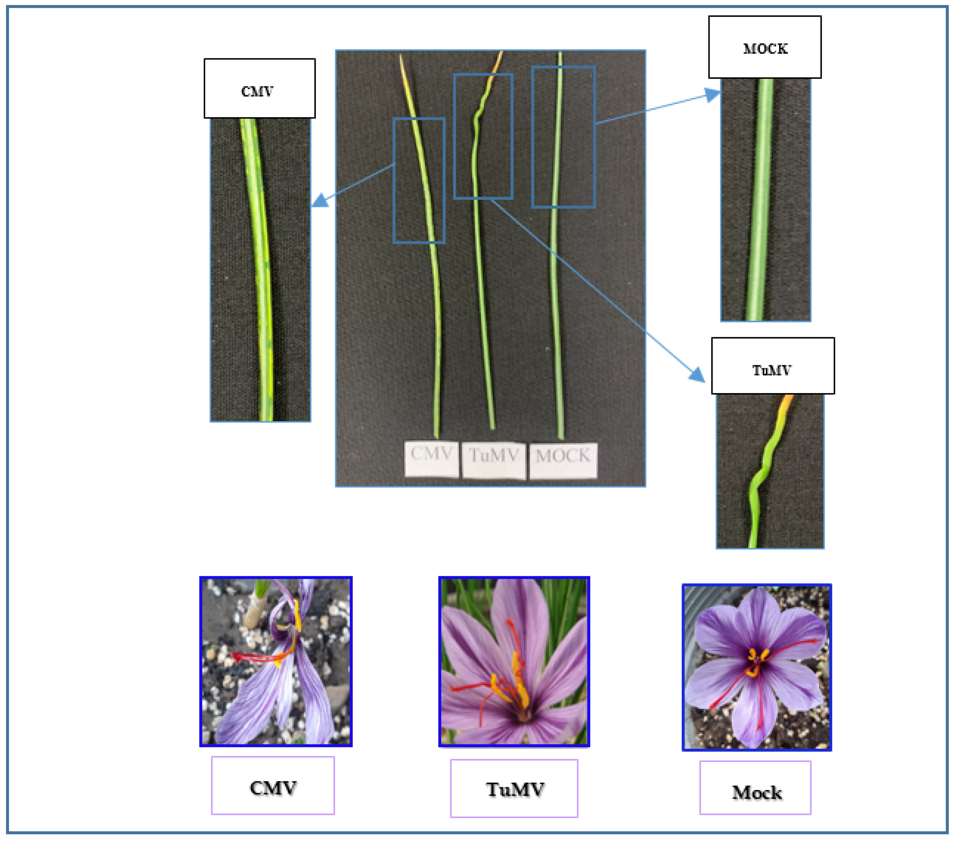 Horticulturae 11 00096 g001