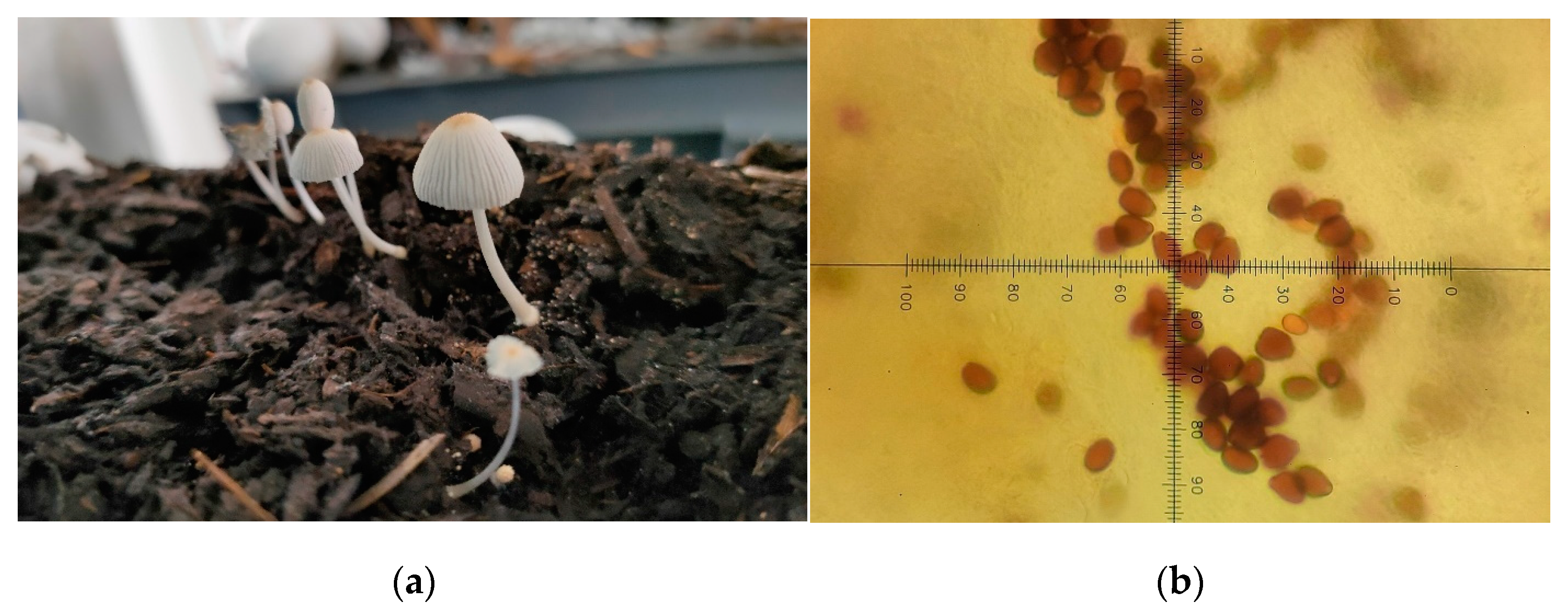 Horticulturae 11 00100 g006 Horticulturae 11 00100 g006