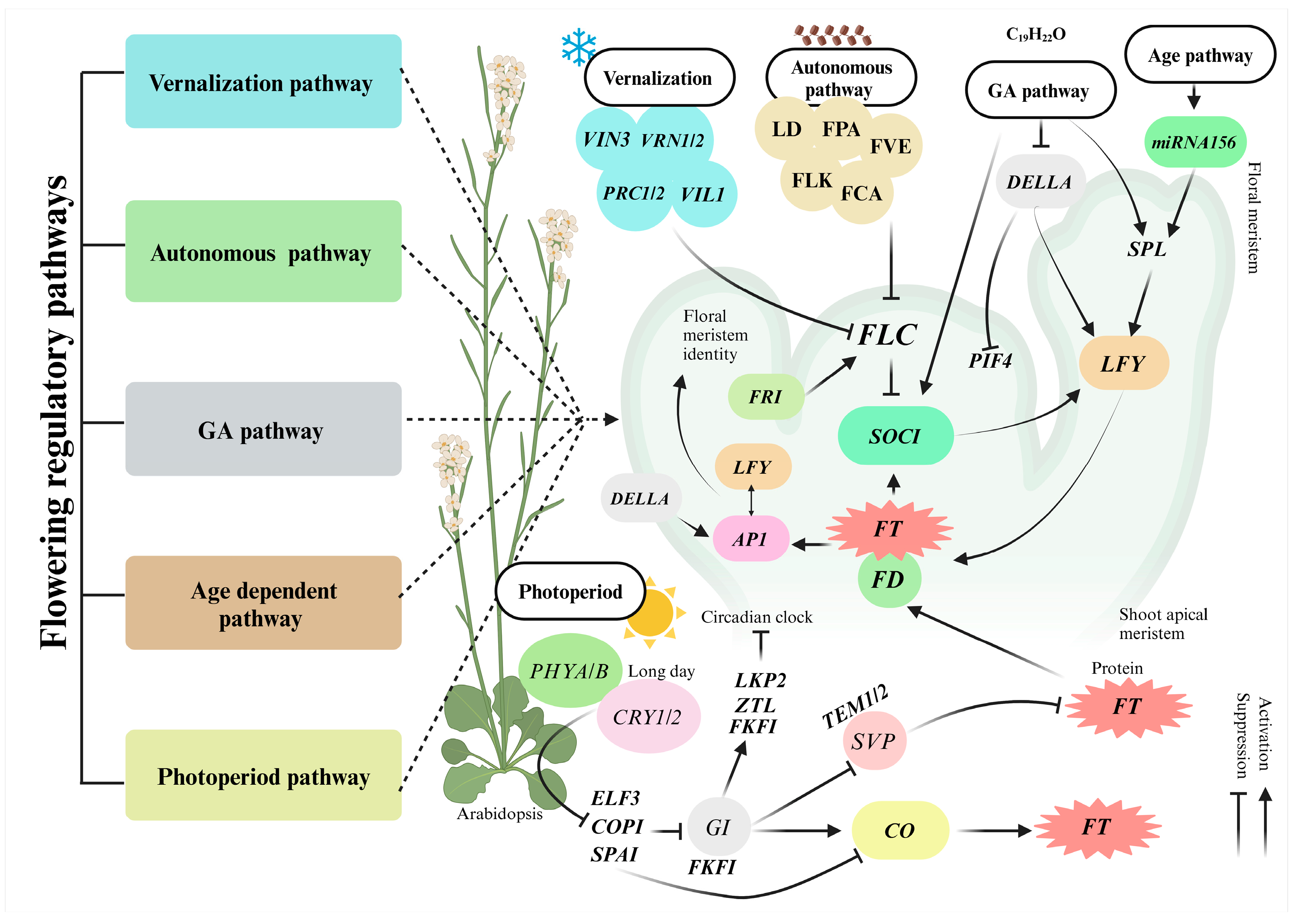 Horticulturae 11 00102 g001