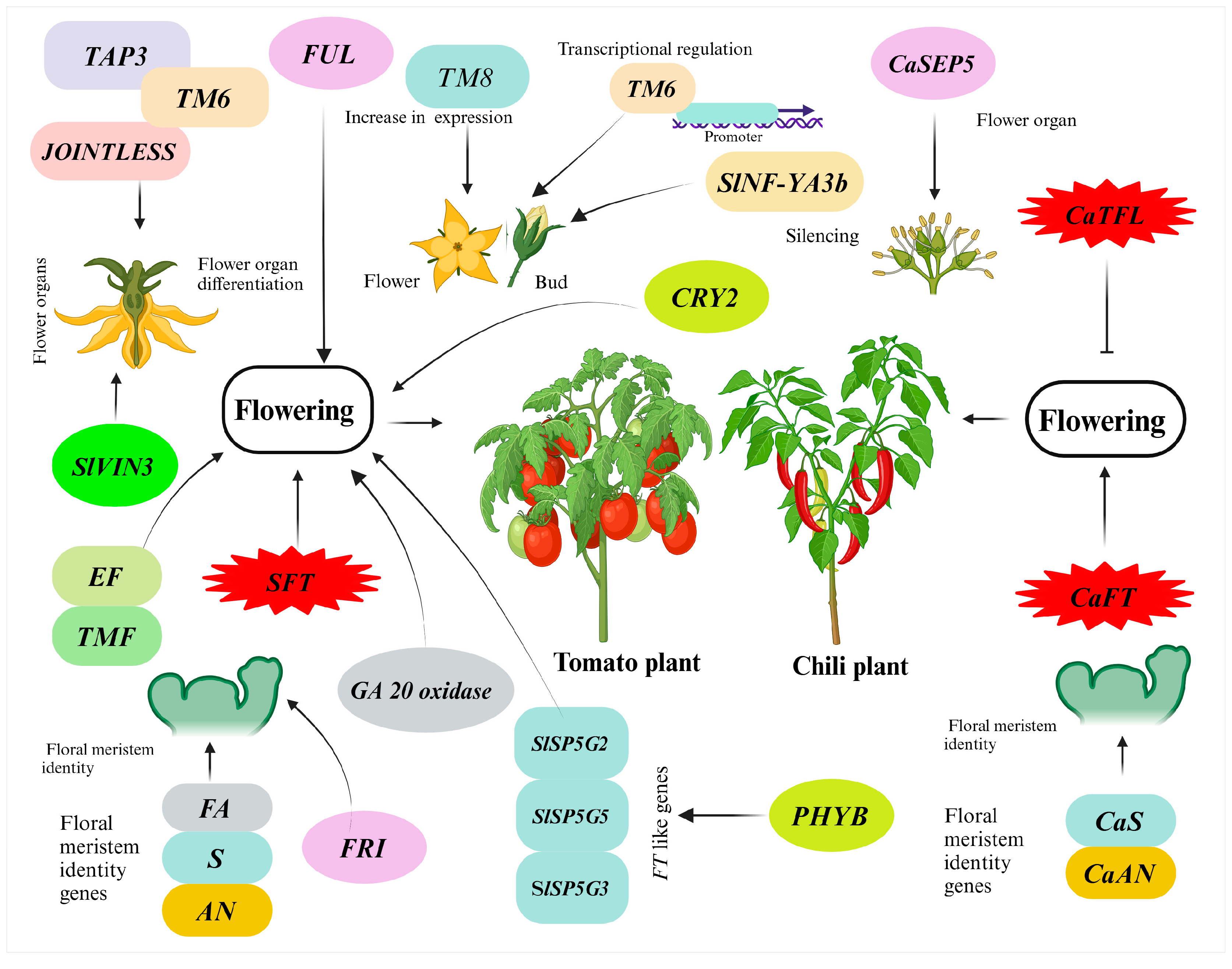 Horticulturae 11 00102 g002