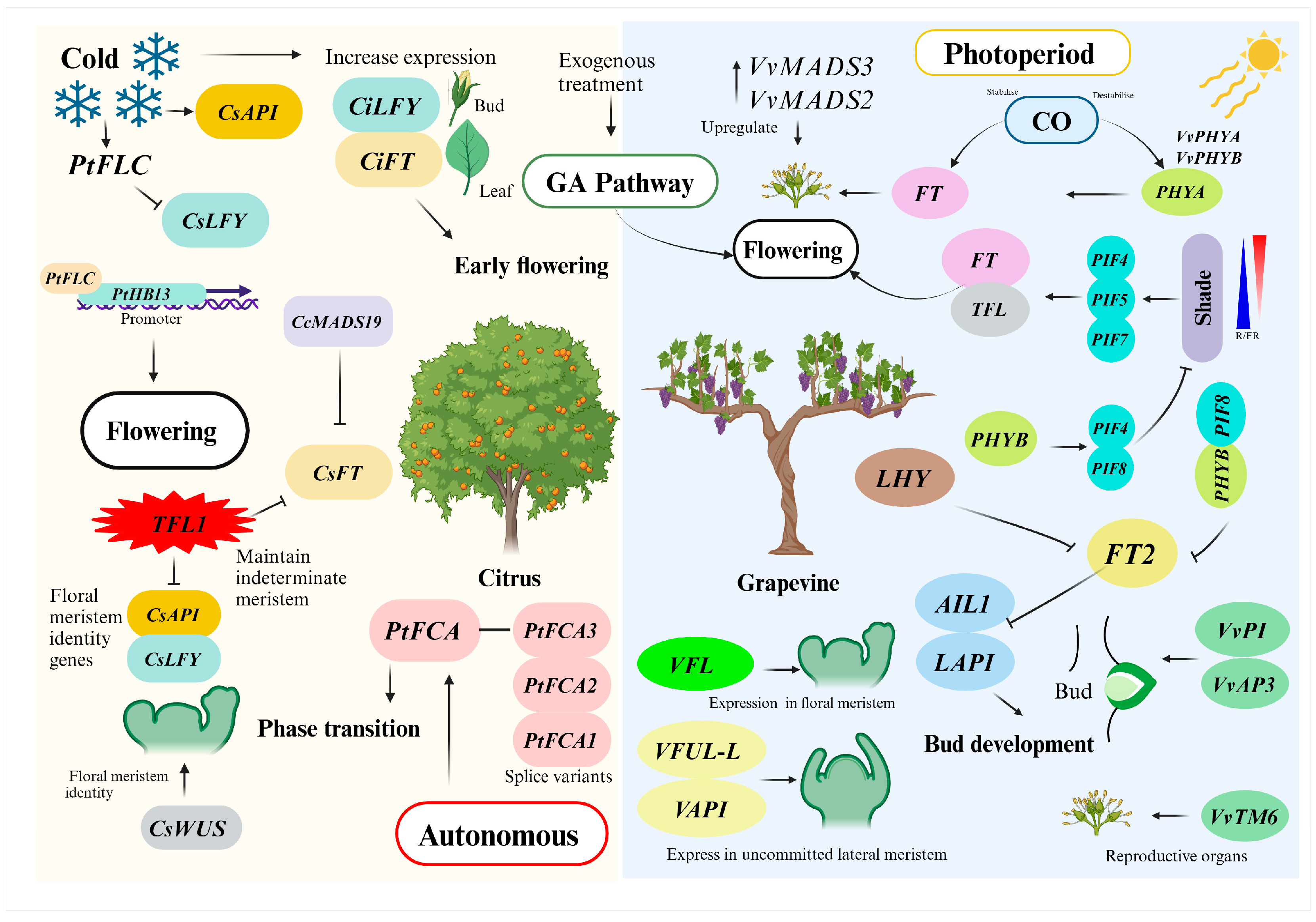 Horticulturae 11 00102 g003 Horticulturae 11 00102 g003