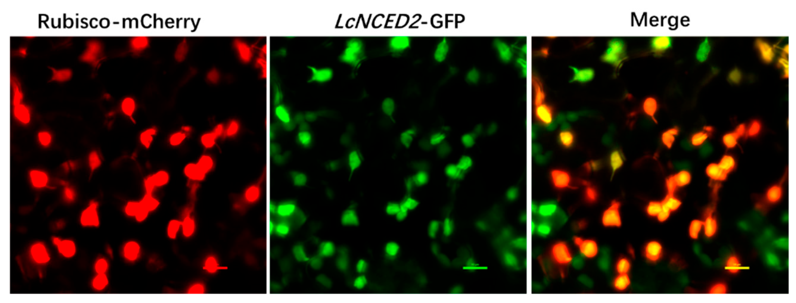 Horticulturae 11 00115 g006 Horticulturae 11 00115 g006