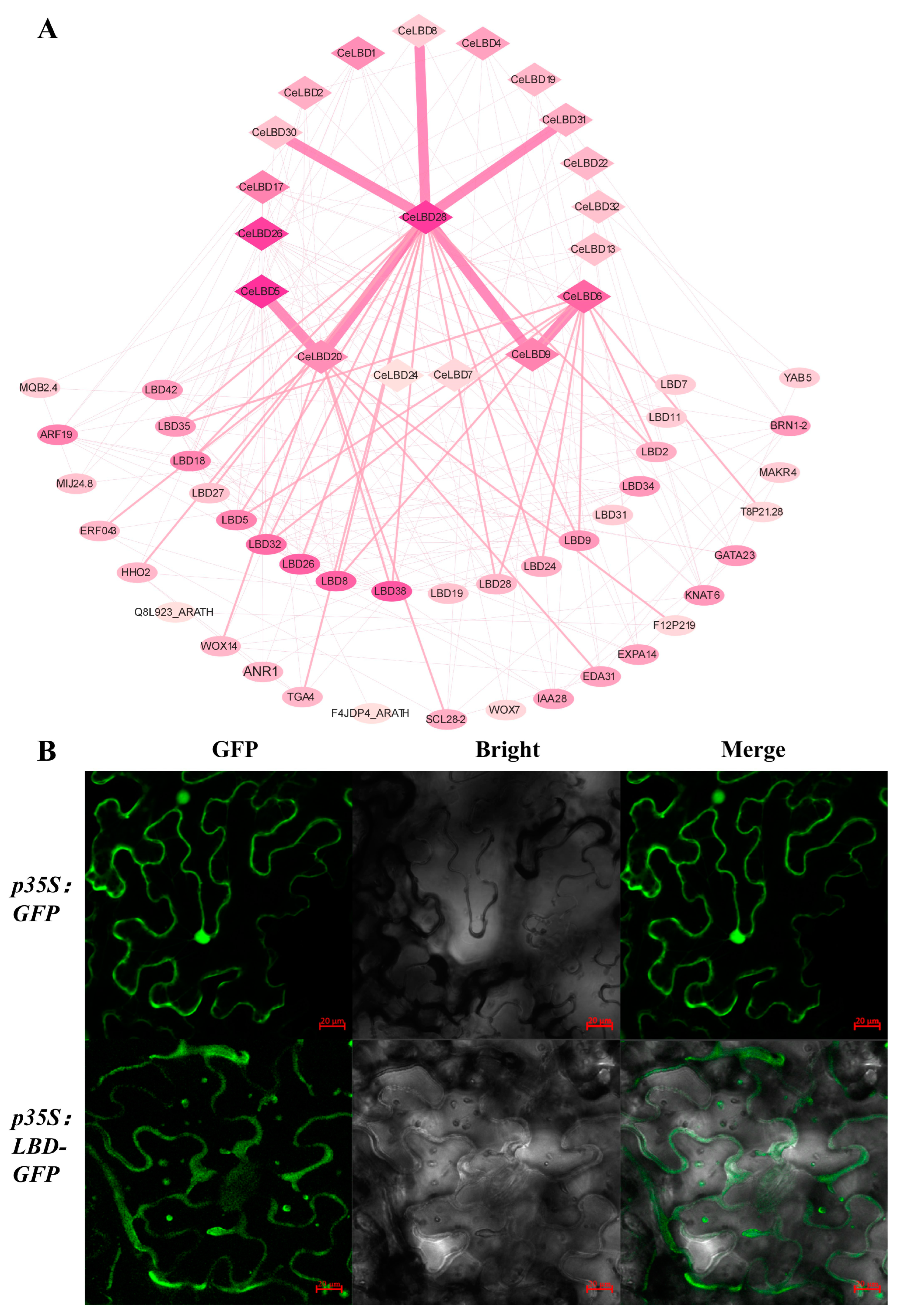 Horticulturae 11 00117 g007