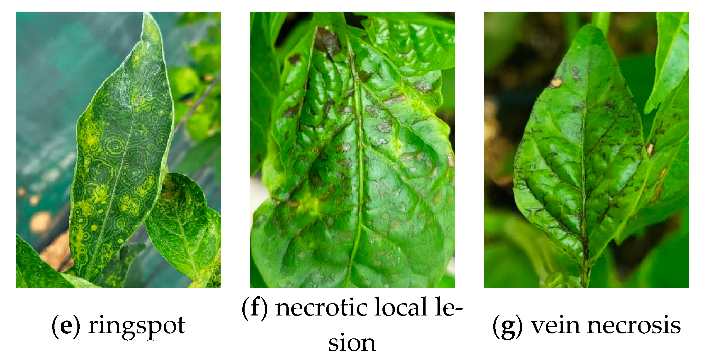 Horticulturae 11 00132 g002b