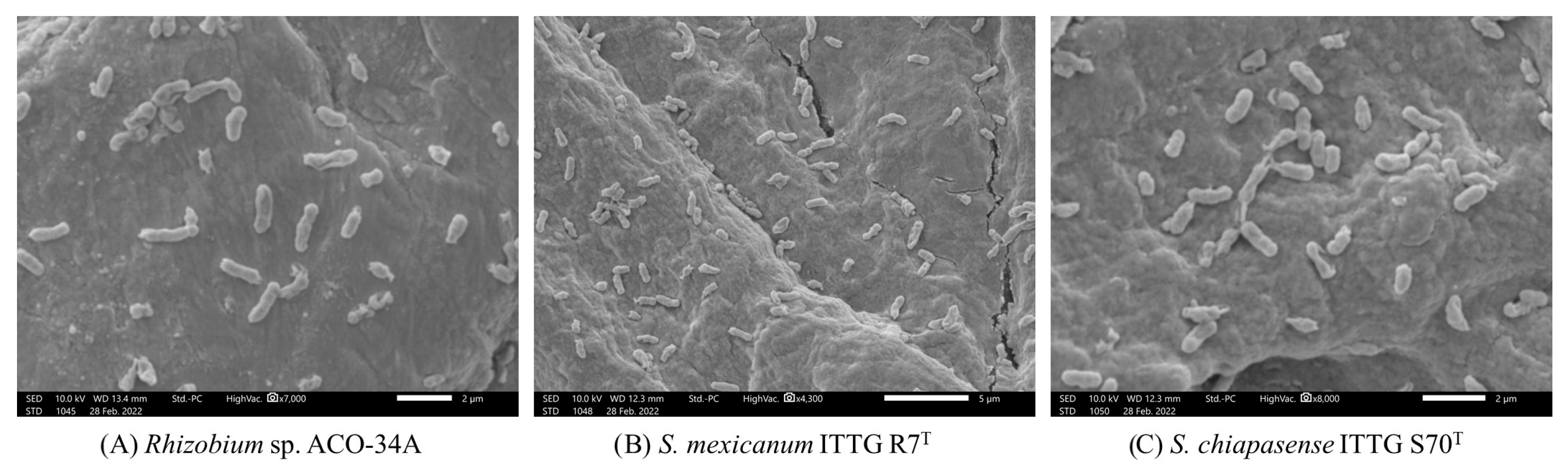 Horticulturae 11 00137 g003