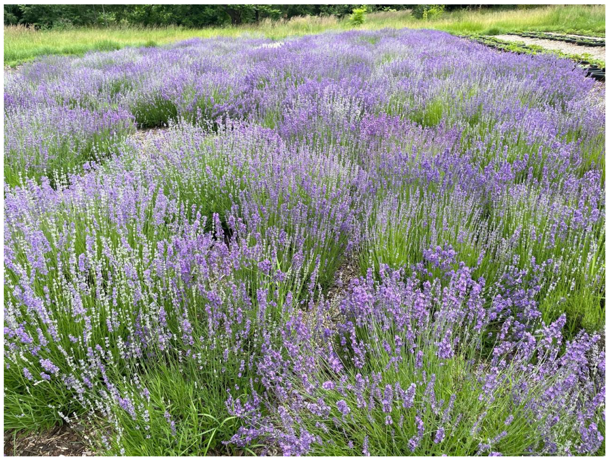 Horticulturae 11 00139 g001