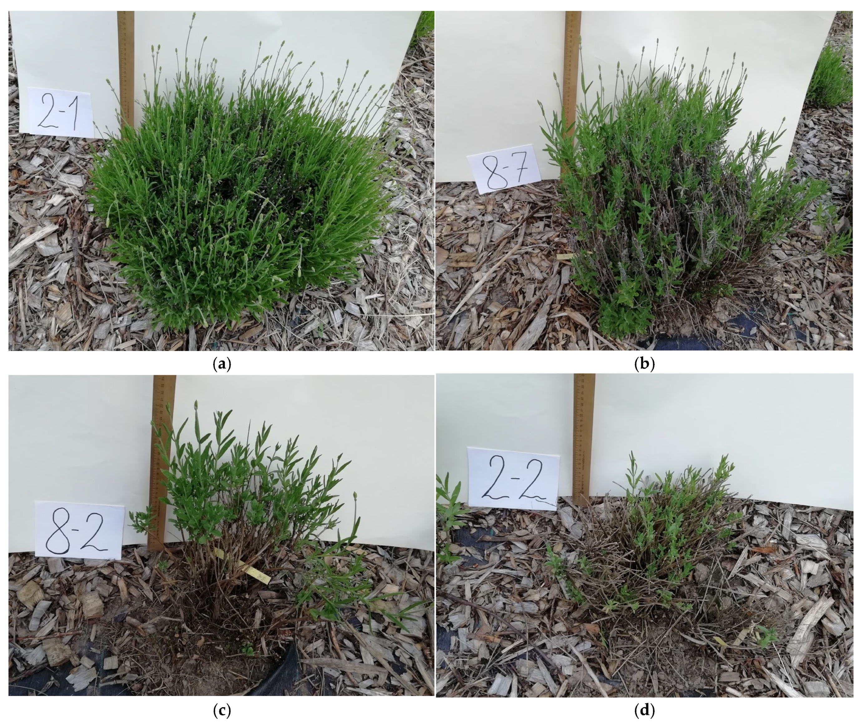 Horticulturae 11 00139 g002a