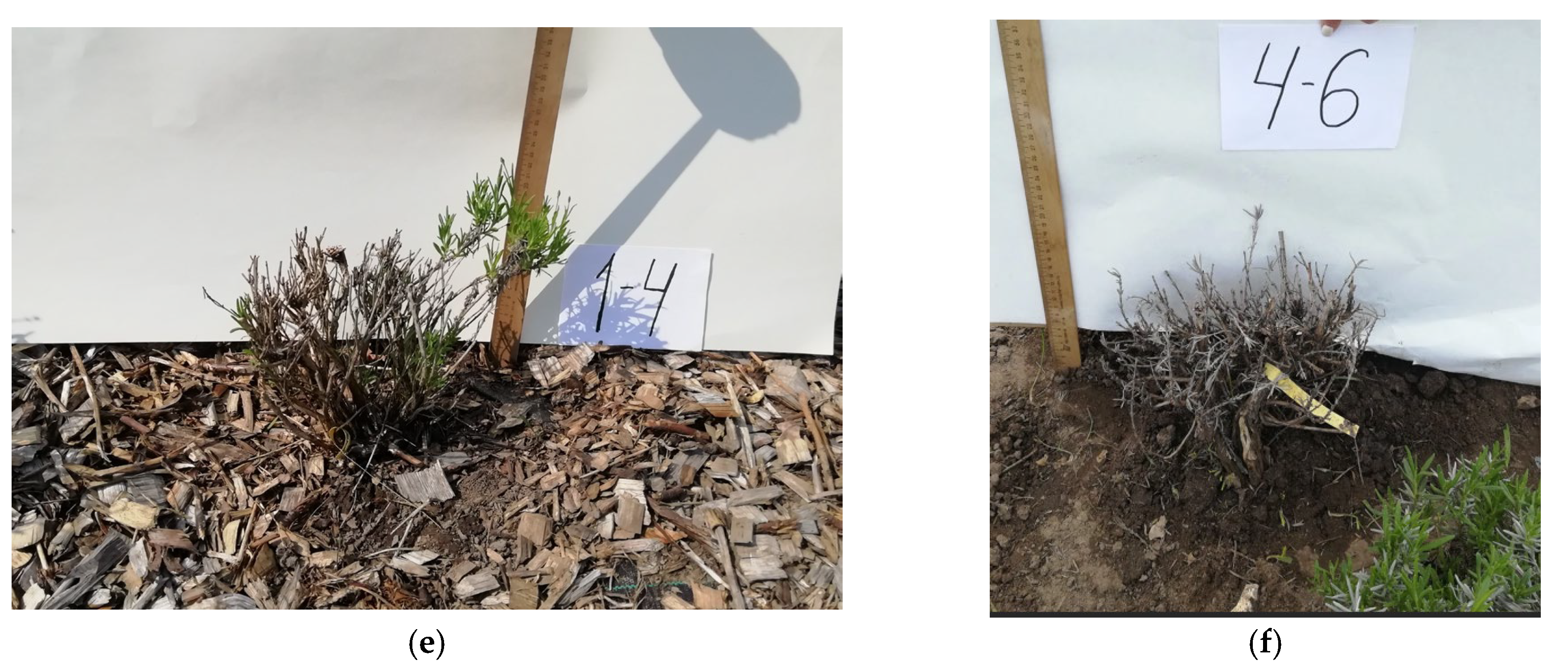 Horticulturae 11 00139 g002b