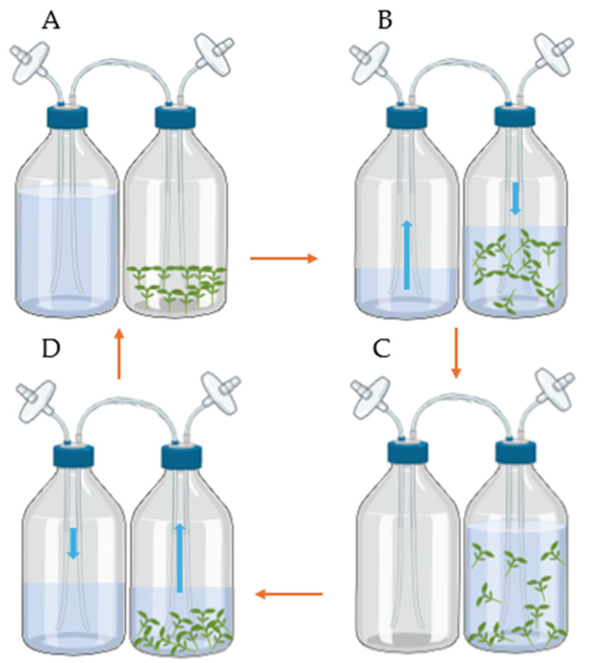 Horticulturae 11 00142 g001