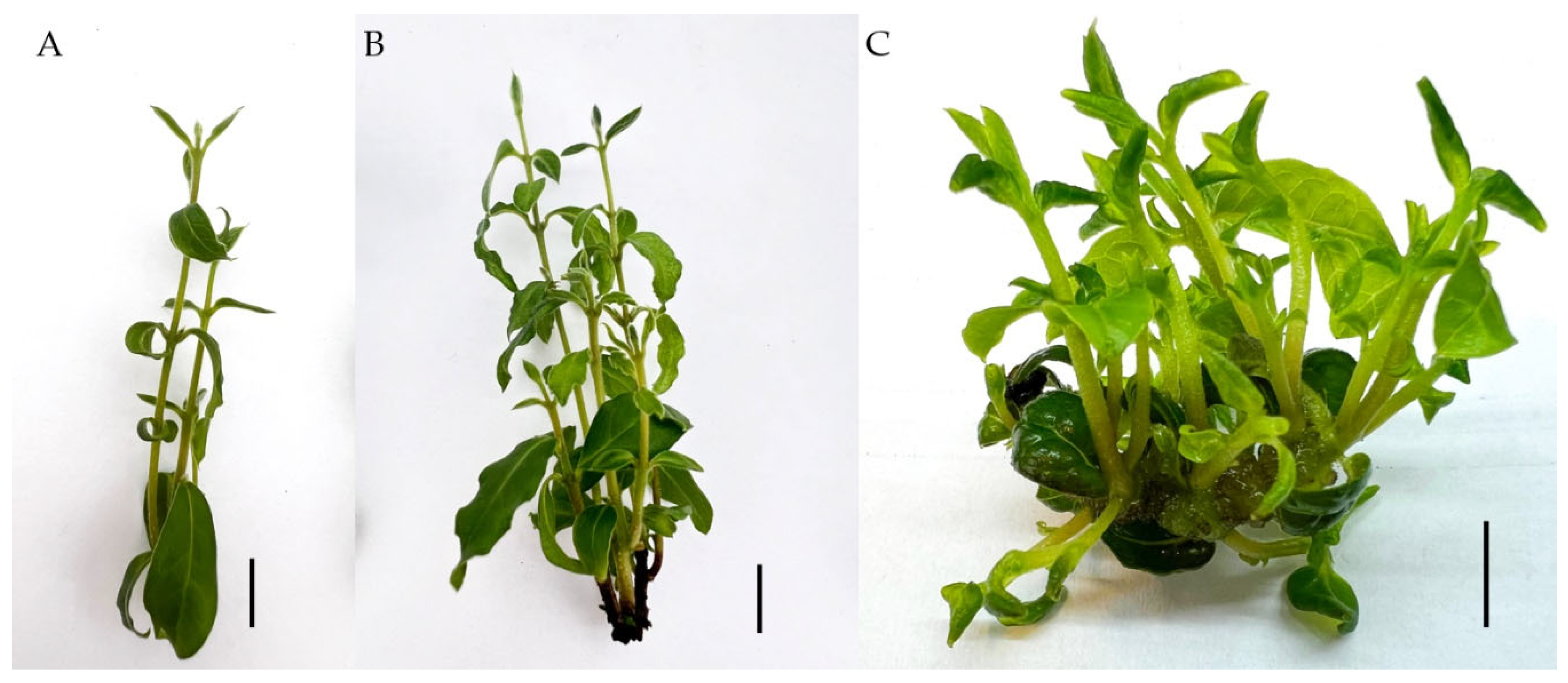 Horticulturae 11 00142 g003