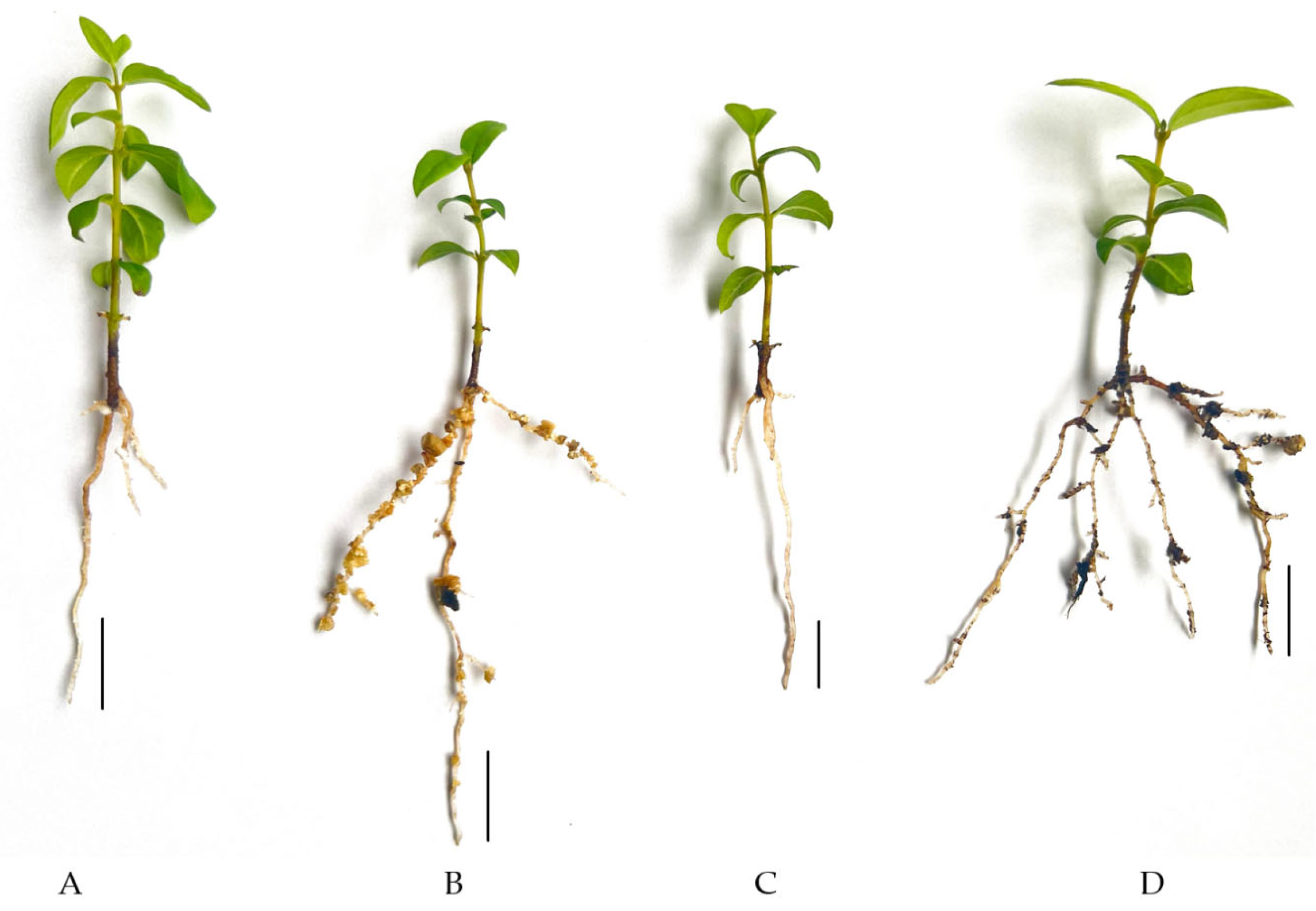 Horticulturae 11 00142 g004