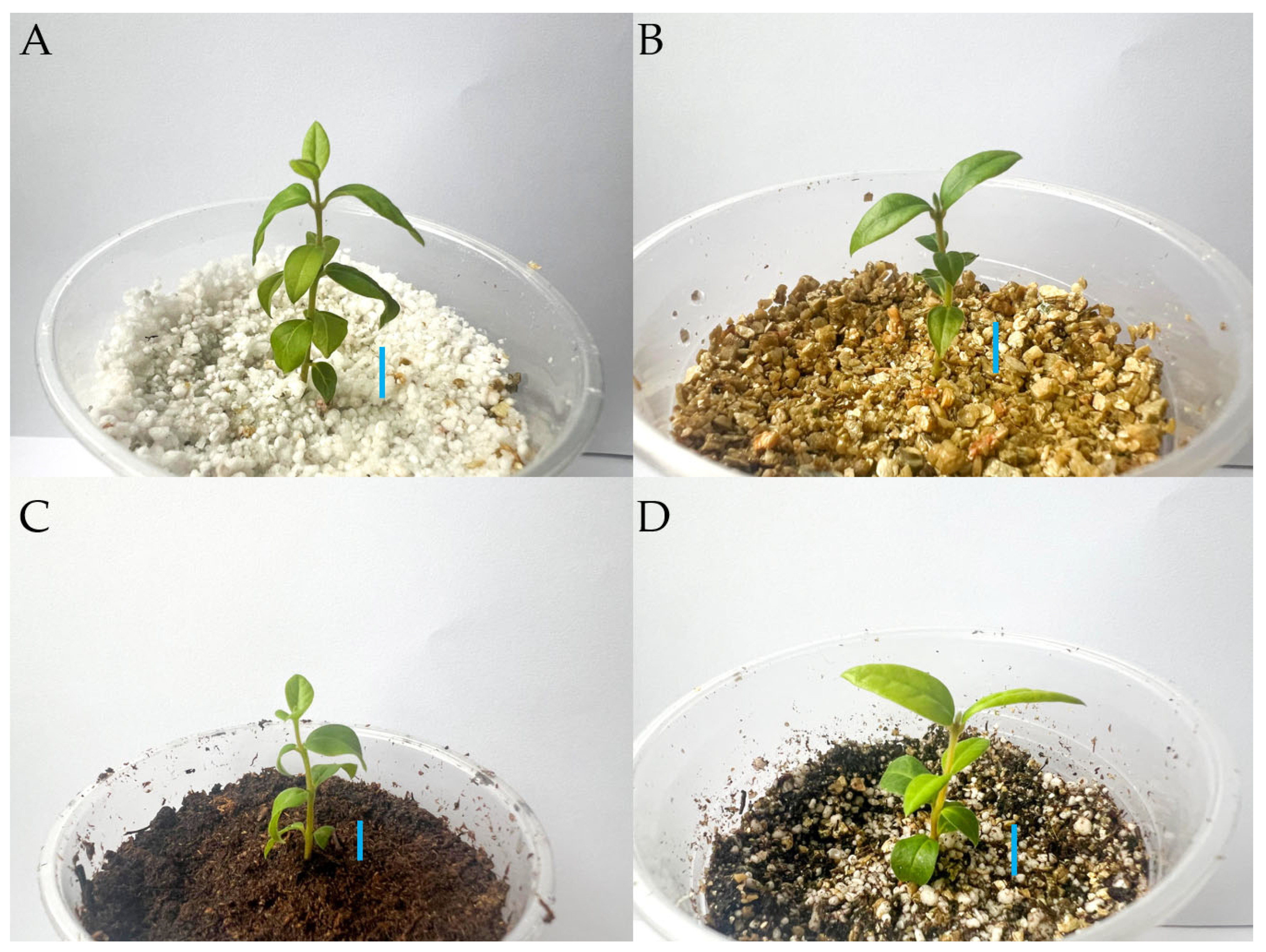 Horticulturae 11 00142 g005