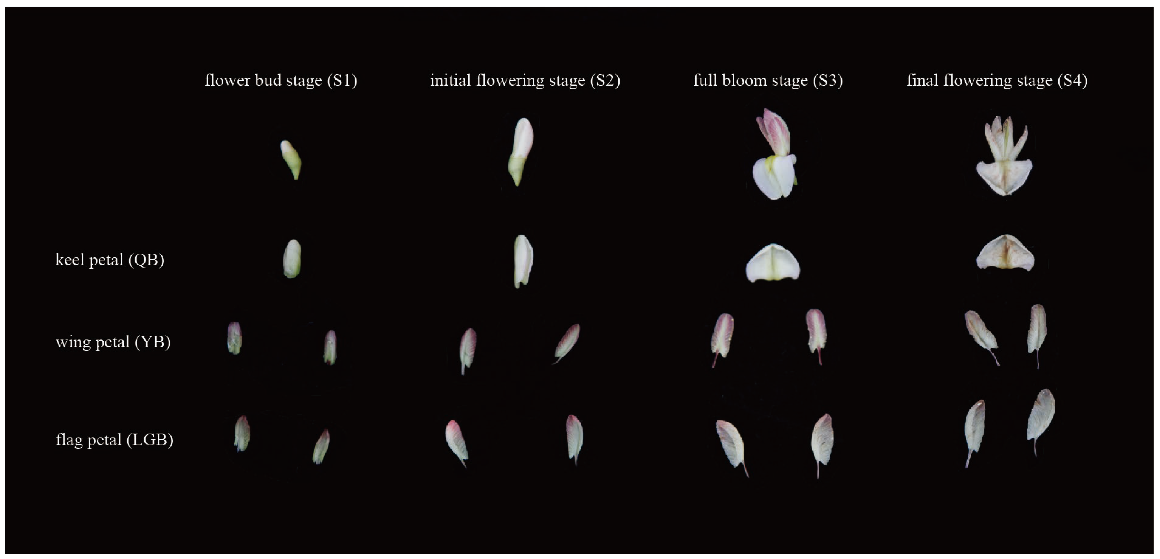 Horticulturae 11 00143 g001