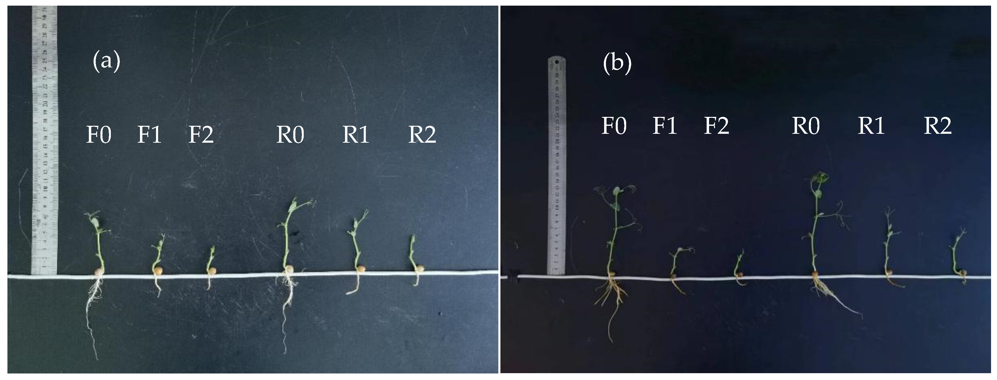 Horticulturae 11 00150 g002