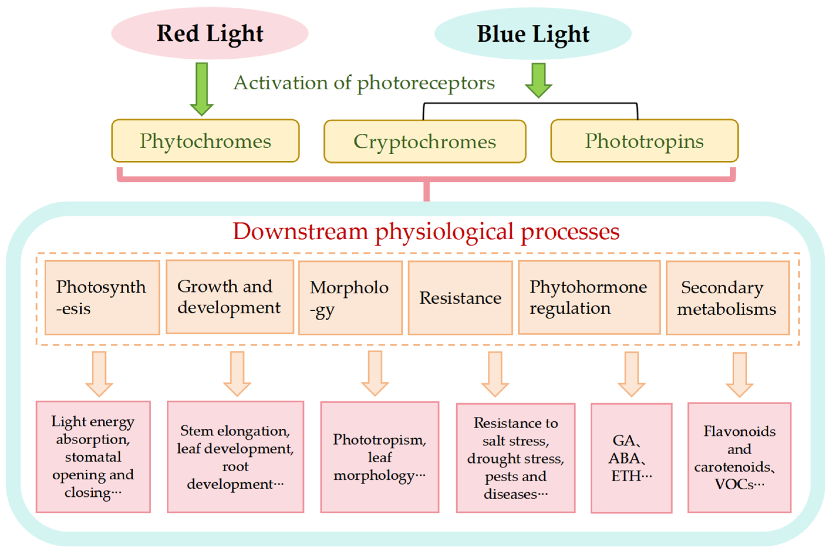 Horticulturae 11 00150 g008