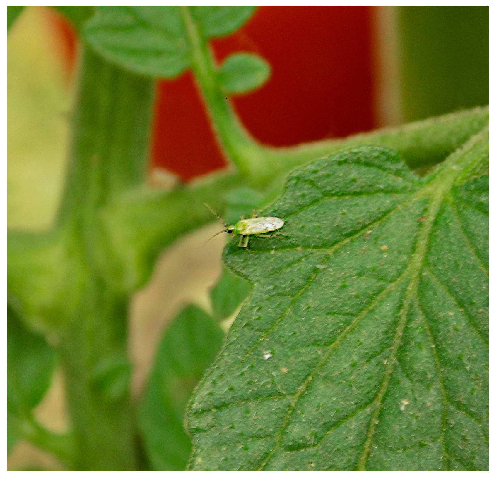 Horticulturae 11 00155 g001 Horticulturae 11 00155 g001