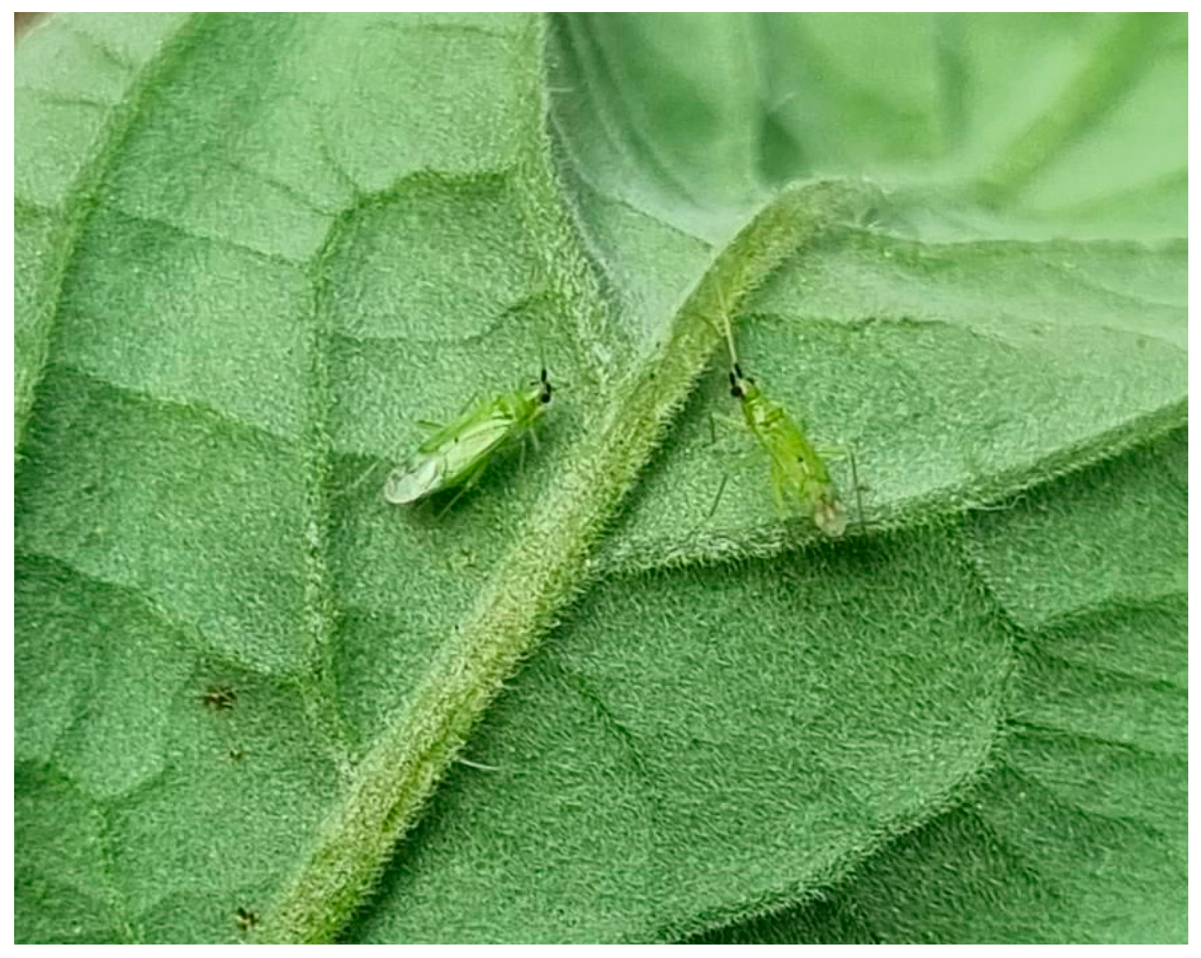 Horticulturae 11 00155 g002 Horticulturae 11 00155 g002