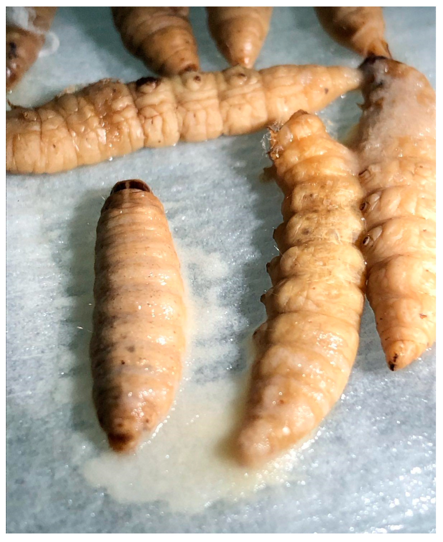 Horticulturae 11 00155 g004 Horticulturae 11 00155 g004