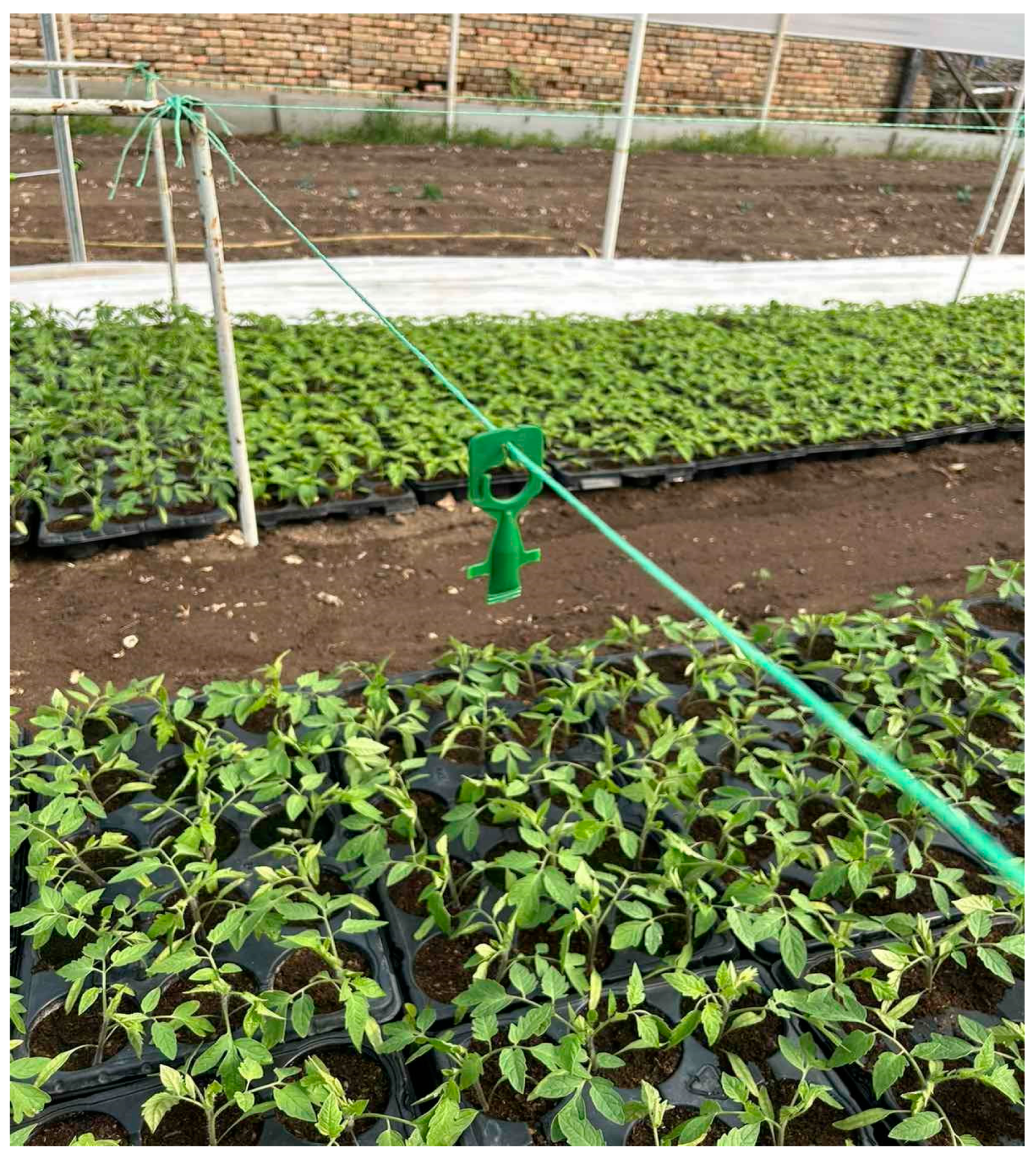 Horticulturae 11 00155 g005 Horticulturae 11 00155 g005