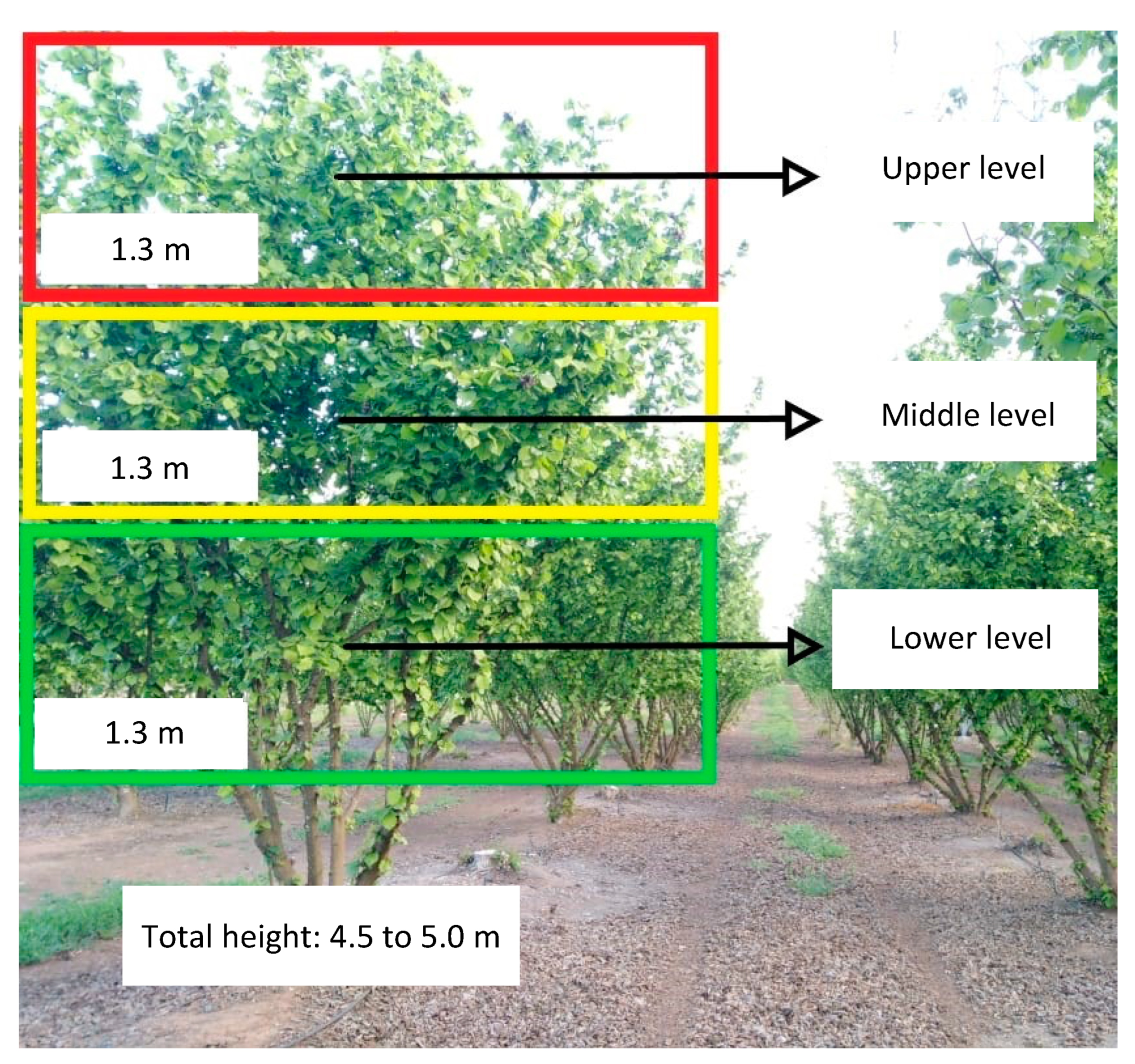 Horticulturae 11 00156 g001