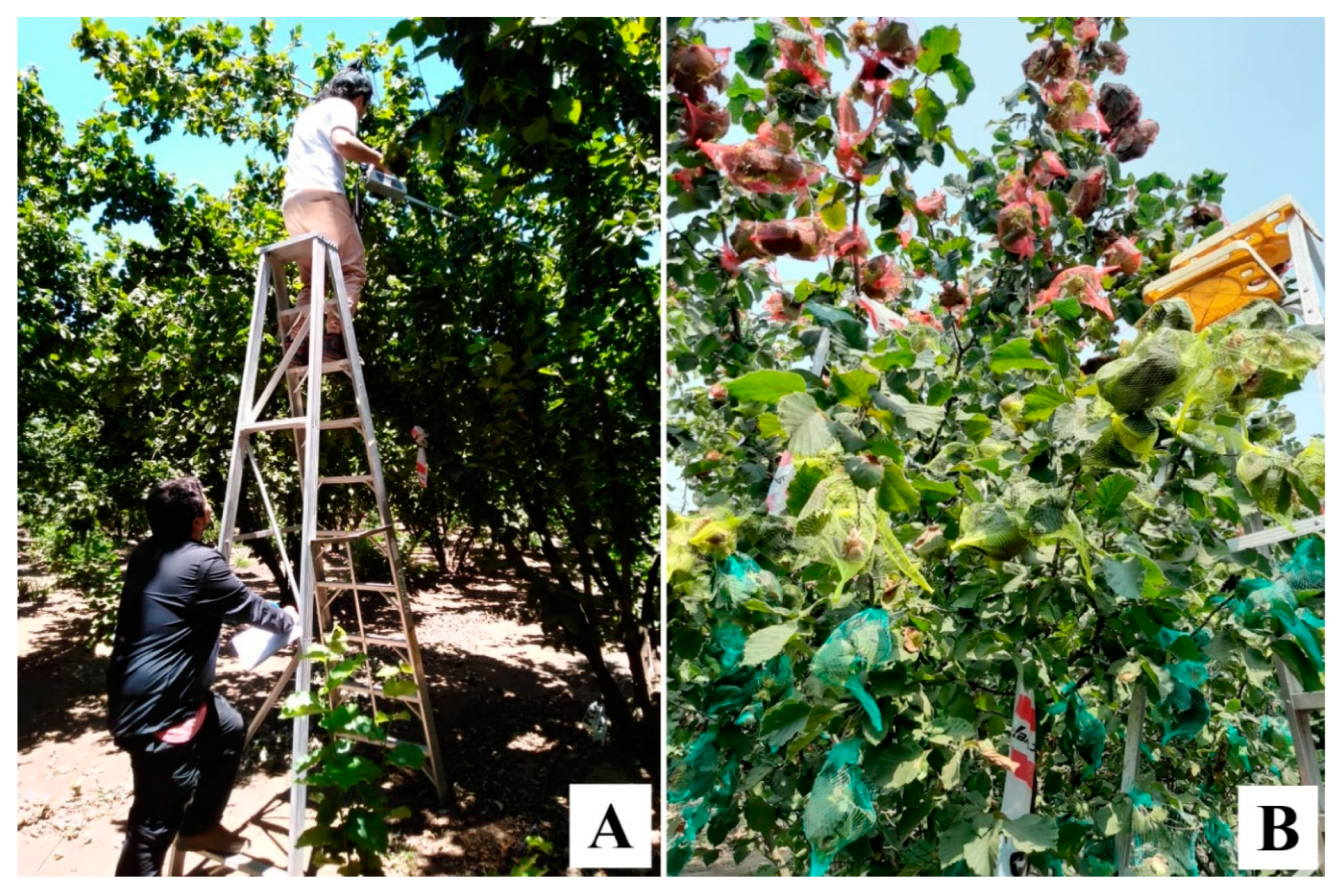 Horticulturae 11 00156 g002