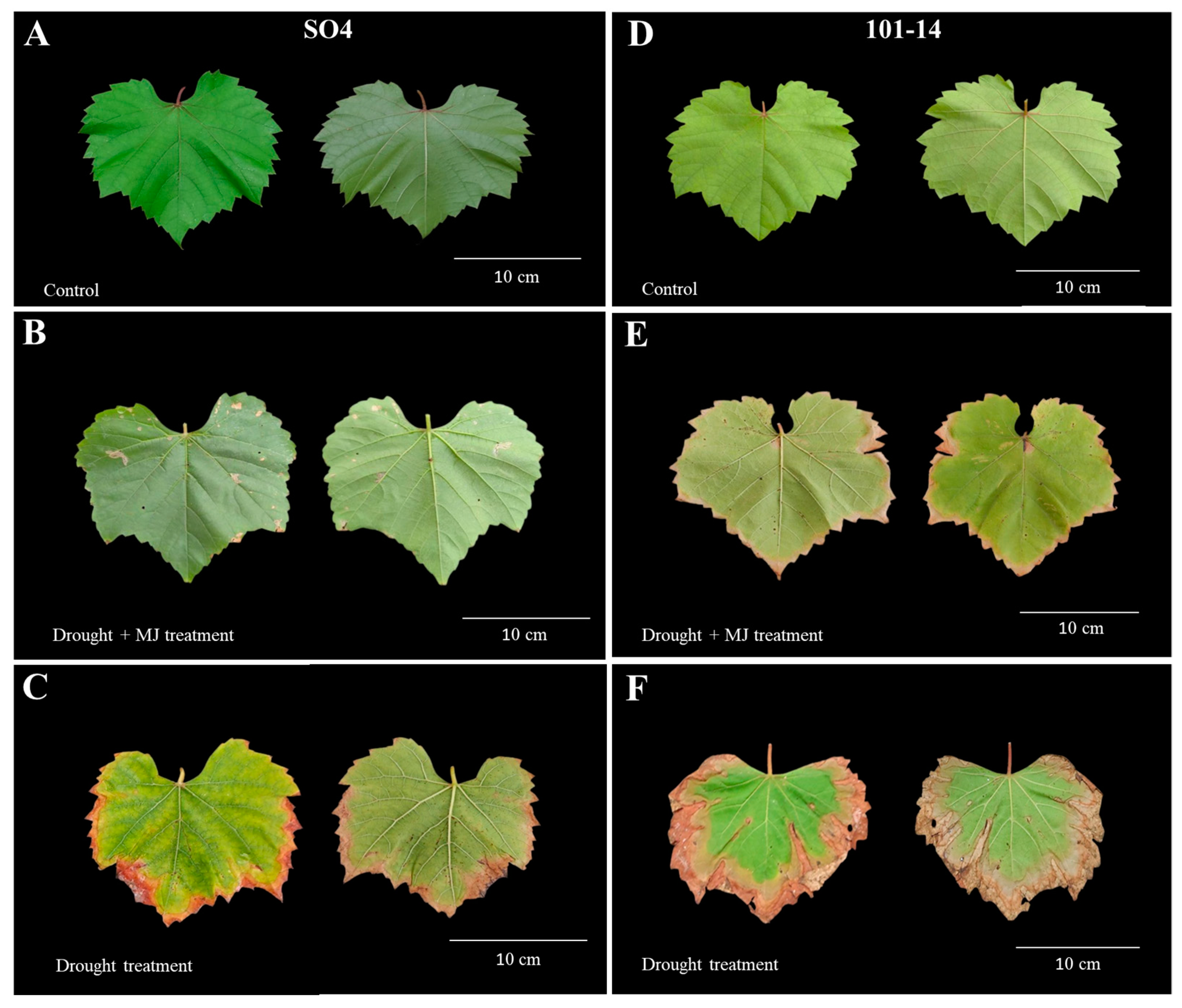 Horticulturae 11 00164 g001