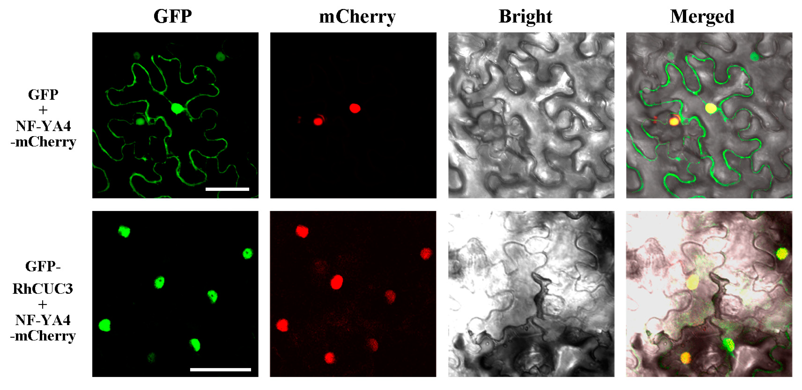 Horticulturae 11 00170 g004 Horticulturae 11 00170 g004