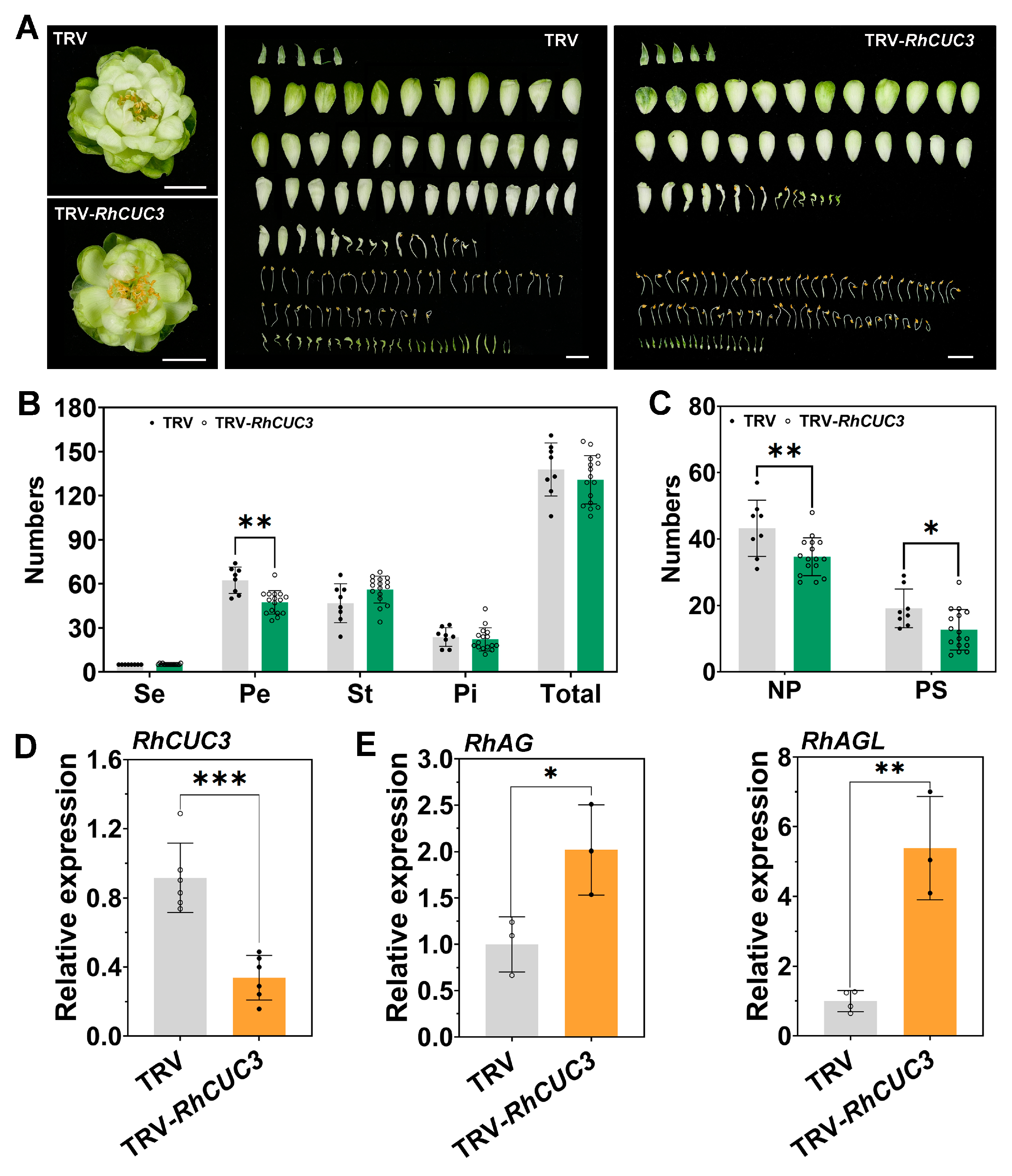 Horticulturae 11 00170 g005 Horticulturae 11 00170 g005
